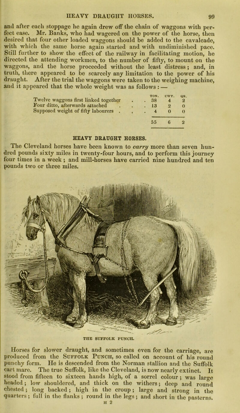 and after each stoppage he again drew off the chain of waggons with per- fect ease. Mr. Banks, who had wagered on the power of the horse, then desired that four other loaded waggons should be added to the cavalcade, with which the same horse again started and with undiminished pace. Still further to show the effect of the railway in facilitating motion, he directed the attending workmen, to the number of fifty, to mount on the waggons, and the horse proceeded without the least distress ; and, in truth, there appeared to be scarcely any limitation to the power of his draught. After the trial the waggons were taken to the weighing machine, and it appeared that the whole weight was as follows : — TON. CWT. QR. Twelve waggons first linked together . .38 4 2 Four ditto, afterwards attached ... 13 2 0 Supposed weight of fifty labourers .,.400 55 6 2 HEAVY DRAUGHT HORSES. The Cleveland horses have been known to carry more than seven hun- dred pounds sixty miles in twenty-four hours, and to perform this journey four times in a week ; and mill-horses have carried nine hundred and ten pounds two or three miles. THE SUFFOLK PUNCH. Horses for slower draught, and sometimes even for the carriage, are produced from the Suffolk Punch, so called on account of his round punchy form. He is descended from the Norman stallion and the Suffolk cart mare. The true Suffolk, like the Cleveland, is now nearly extinct. It stood from fifteen to sixteen hands high, of a sorrel colour ; was large headed; low shouldered, and thick on the withers; deep and round chested; long backed; high in the croup; large and strong in the quarters; full in the flanks ; round in the legs; and short in the pasterns. n 2