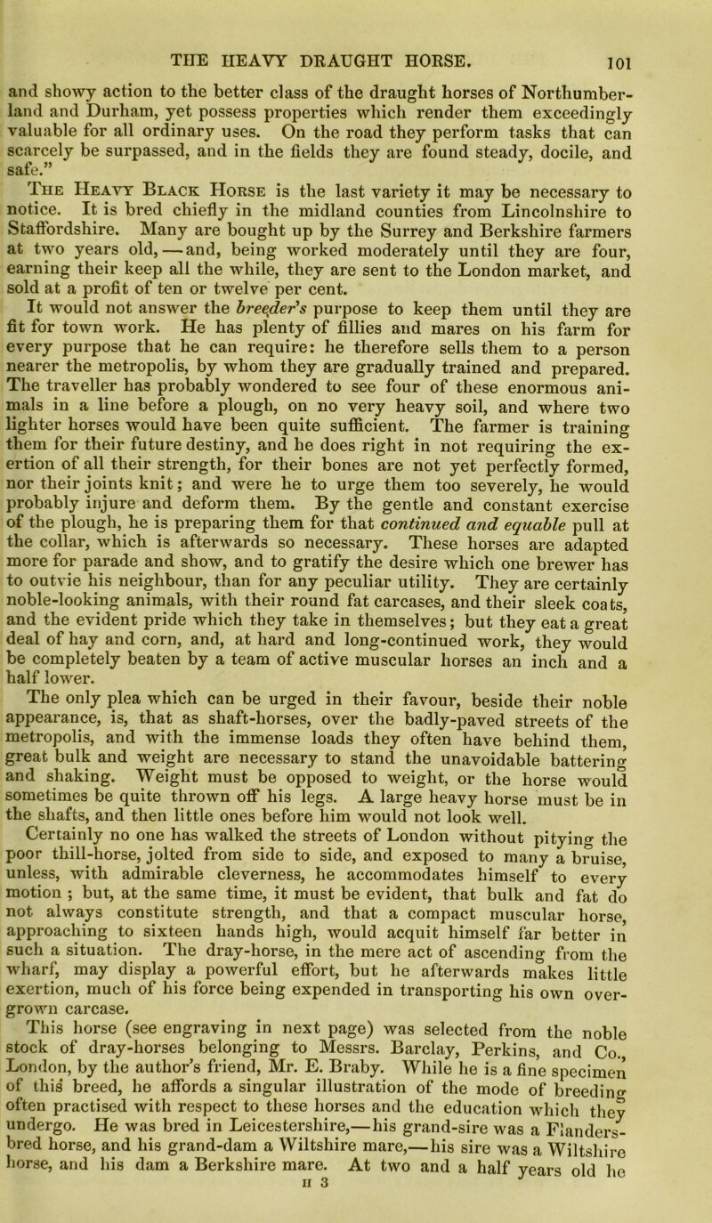 and showy action to the better class of the draught horses of Northumber- land and Durham, yet possess properties which render them exceedingly valuable for all ordinary uses. On the road they perform tasks that can scarcely be surpassed, and in the fields they are found steady, docile, and safe.” The Heavy Black Horse is the last variety it may be necessary to notice. It is bred chiefly in the midland counties from Lincolnshire to Staffordshire. Many are bought up by the Surrey and Berkshire farmers at two years old,—and, being worked moderately until they are four, earning their keep all the while, they are sent to the London market, and sold at a profit of ten or twelve per cent. It would not answer the breeder's purpose to keep them until they are fit for town work. He has plenty of fillies and mares on his farm for every purpose that he can require: he therefore sells them to a person nearer the metropolis, by whom they are gradually trained and prepared. The traveller has probably wondered to see four of these enormous ani- mals in a line before a plough, on no very heavy soil, and where two lighter horses would have been quite sufficient. The farmer is training them for their future destiny, and he does right in not requiring the ex- ertion of all their strength, for their bones are not yet perfectly formed, nor their joints knit; and were he to urge them too severely, he would probably injure and deform them. By the gentle and constant exercise of the plough, he is preparing them for that continued and equable pull at the collar, which is afterwards so necessary. These horses are adapted more for parade and show, and to gratify the desire which one brewer has to outvie his neighbour, than for any peculiar utility. They are certainly noble-looking animals, with their round fat carcases, and their sleek coats, and the evident pride which they take in themselves; but they eat a great deal of hay and corn, and, at hard and long-continued work, they would be completely beaten by a team of active muscular horses an inch and a half lower. The only plea which can be urged in their favour, beside their noble appearance, is, that as shaft-horses, over the badly-paved streets of the metropolis, and with the immense loads they often have behind them great bulk and weight are necessary to stand the unavoidable battering and shaking. Weight must be opposed to weight, or the horse would sometimes be quite thrown off his legs. A large heavy horse must be in the shafts, and then little ones before him would not look well. Certainly no one has walked the streets of London without pitying the poor thill-horse, jolted from side to side, and exposed to many a bruise unless, with admirable cleverness, he accommodates himself to every motion ; but, at the same time, it must be evident, that bulk and fat do not. always constitute strength, and that a compact muscular horse approaching to sixteen hands high, would acquit himself far better in such a situation. The dray-horse, in the mere act of ascending from the wharf, may display a powerful effort, but he afterwards makes little exertion, much of his force being expended in transporting his own over- grown carcase. This horse (see engraving in next page) was selected from the noble stock of dray-horses belonging to Messrs. Barclay, Perkins, and Co. London, by the author’s friend, Mr. E. Braby. While he is a fine specimen of this breed, he affords a singular illustration of the mode of breeding often practised with respect to these horses and the education which they undergo. He was bred in Leicestershire,—his grand-sire was a Flanders- bred horse, and his grand-dam a Wiltshire mare,—his sire was a Wiltshire horse, and his dam a Berkshire mare. At two and a half years old he