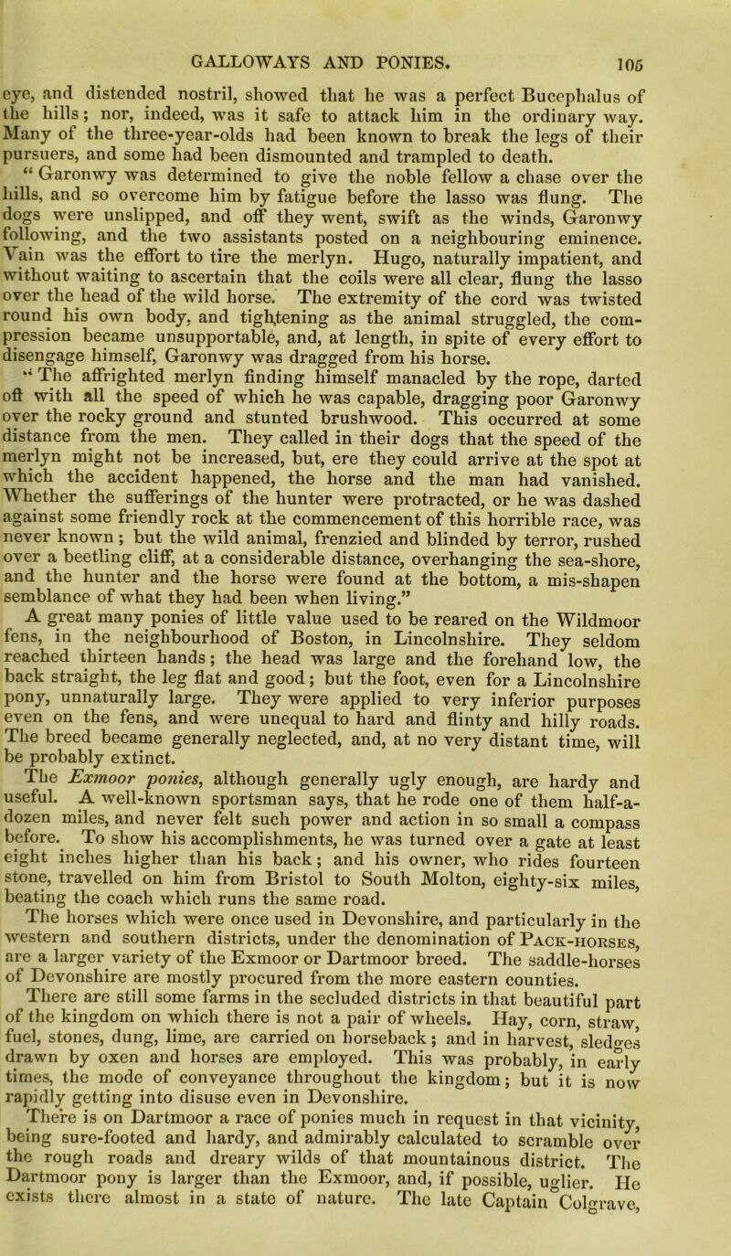 eye, and distended nostril, showed that he was a perfect Bucephalus of the hills; nor, indeed, was it safe to attack him in the ordinary way. Many of the tliree-year-olds had been known to break the legs of their pursuers, and some had been dismounted and trampled to death. “ Garonwy was determined to give the noble fellow a chase over the hills, and so overcome him by fatigue before the lasso was flung. The dogs were unslipped, and off they went, swift as the winds, Garonwy following, and the two assistants posted on a neighbouring eminence. Vain was the effort to tire the merlyn. Hugo, naturally impatient, and without waiting to ascertain that the coils were all clear, flung the lasso over the head of the wild horse. The extremity of the cord was twisted round his own body, and tightening as the animal struggled, the com- pression became unsupportable, and, at length, in spite of every effort to disengage himself, Garonwy was dragged from his horse. “ The affrighted merlyn finding himself manacled by the rope, darted oft with all the speed of which he was capable, dragging poor Garonwy over the rocky ground and stunted brushwood. This occurred at some distance from the men. They called in their dogs that the speed of the merlyn might not be increased, but, ere they could arrive at the spot at which the accident happened, the horse and the man had vanished. Whether the sufferings of the hunter were protracted, or he was dashed against some friendly rock at the commencement of this horrible race, was never known; but the wild animal, frenzied and blinded by terror, rushed over a beetling cliff, at a considerable distance, overhanging the sea-shore, and the hunter and the horse were found at the bottom, a mis-shapen semblance of what they had been when living.” A great many ponies of little value used to be reared on the Wildmoor fens, in the neighbourhood of Boston, in Lincolnshire. They seldom reached thirteen hands; the head was large and the forehand low, the back straight, the leg flat and good; but the foot, even for a Lincolnshire pony, unnaturally large. They were applied to very inferior purposes even on the fens, and were unequal to hard and flinty and hilly roads. The breed became generally neglected, and, at no very distant time, will be probably extinct. The Exmoor ponies, although generally ugly enough, are hardy and useful. A well-known sportsman says, that he rode one of them half-a- dozen miles, and never felt such power and action in so small a compass before. To show his accomplishments, he was turned over a gate at least eight inches higher than his back; and his owner, who rides fourteen stone, travelled on him from Bristol to South Molton, eighty-six miles, beating the coach which runs the same road. The horses which were once used in Devonshire, and particularly in the western and southern districts, under the denomination of Pack-horses, are a larger variety of the Exmoor or Dartmoor breed. The saddle-horses of Devonshire are mostly procured from the more eastern counties. There are still some farms in the secluded districts in that beautiful part of the kingdom on which there is not a pair of wheels. Hay, corn, straw fuel, stones, dung, lime, are carried on horseback; and in harvest, sledges drawn by oxen and horses are employed. This was probably, in early times, the mode of conveyance throughout the kingdom; but it is now rapidly getting into disuse even in Devonshire. There is on Dartmoor a race of ponies much in request in that vicinity, being sure-footed and hardy, and admirably calculated to scramble over the rough roads and dreary wilds of that mountainous district. The Dartmoor pony is larger than the Exmoor, and, if possible, uglier. He exists there almost in a state of nature. The late Captain Colgrave,