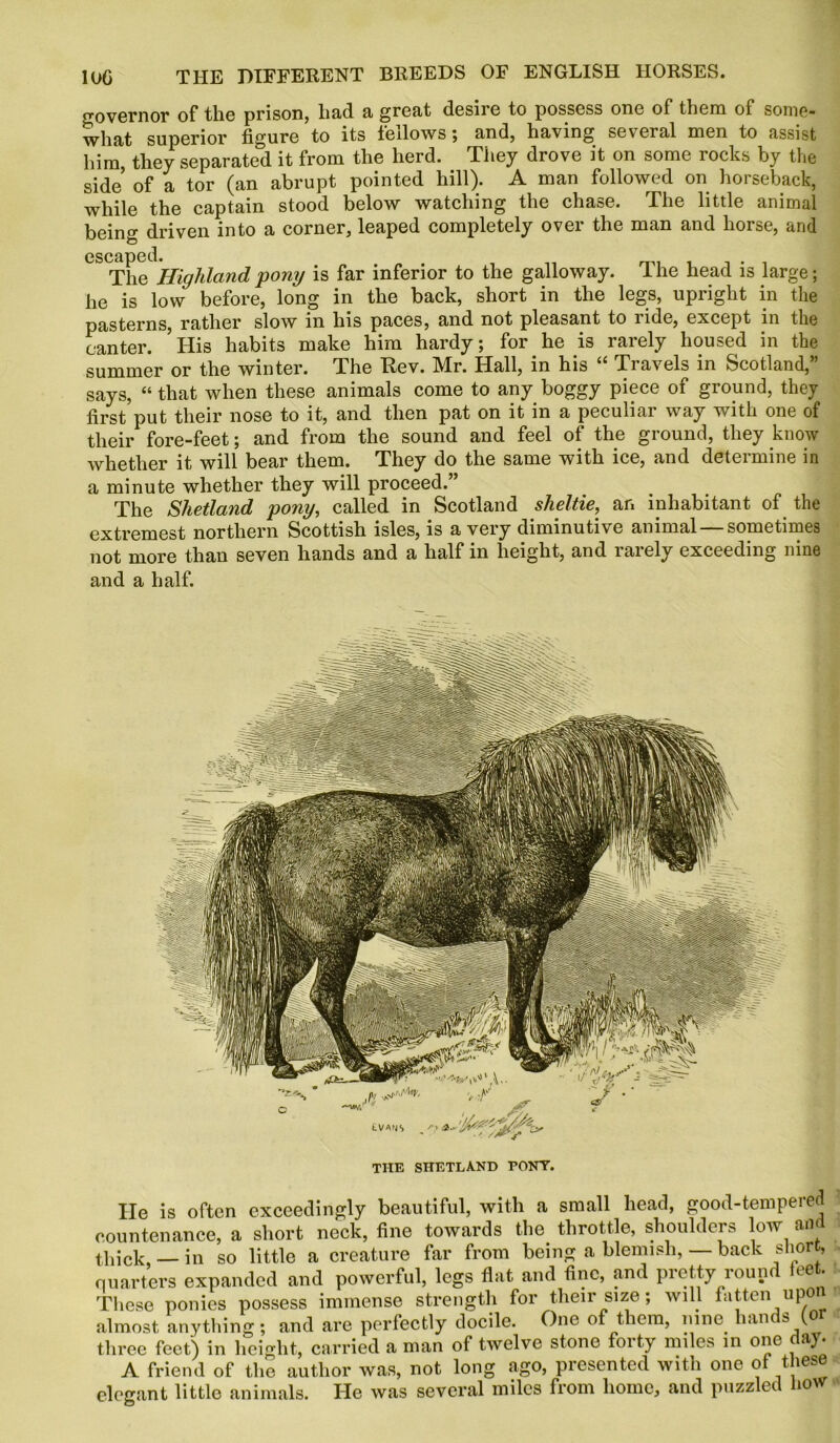 governor of the prison, had a great desire to possess one of them of some- what superior figure to its feilows ; and, having several men to assist him, they separated it from the herd. They drove it on some rocks by the side of a tor (an abrupt pointed hill). A man followed on horseback, while the captain stood below watching the chase. The little animal being driven into a corner, leaped completely over the man and horse, and escaped. The Highland pony is far inferior to the galloway. The head is large; he is low before, long in the back, short in the legs, upright in the pasterns, rather slow in his paces, and not pleasant to tide, except in the canter. His habits make him hardy; for he is rarely housed in the summer or the winter. The Rev. Mr. Hall, in his “ Travels in Scotland,” says, “ that when these animals come to any boggy piece of ground, they first put their nose to it, and then pat on it in a peculiai way with one of their fore-feet; and from the sound and feel of the ground, they know whether it will bear them. They do the same with ice, and determine in a minute whether they will proceed.” The Shetland pony, called in Scotland sheltie, an inhabitant of the extremest northern Scottish isles, is a very diminutive animal sometimes not more than seven hands and a half in height, and rarely exceeding nine and a half. THE SHETLAND PONT. He is often exceedingly beautiful, with a small head, good-tempered countenance, a short neck, fine towards the throttle, shoulders low and thick,— in so little a creature far from being a blemish, — back short, quarters expanded and powerful, legs flat and fine, and pretty round tee . These ponies possess immense strength for their size; will fatten upon almost anything; and are perfectly docile. One of them, nine hands (or three feet) in height, carried a man of twelve stone forty miles in one day. A friend of the author was, not long ago, presented with one ot these elegant little animals. He was several miles from home, and puzzled how