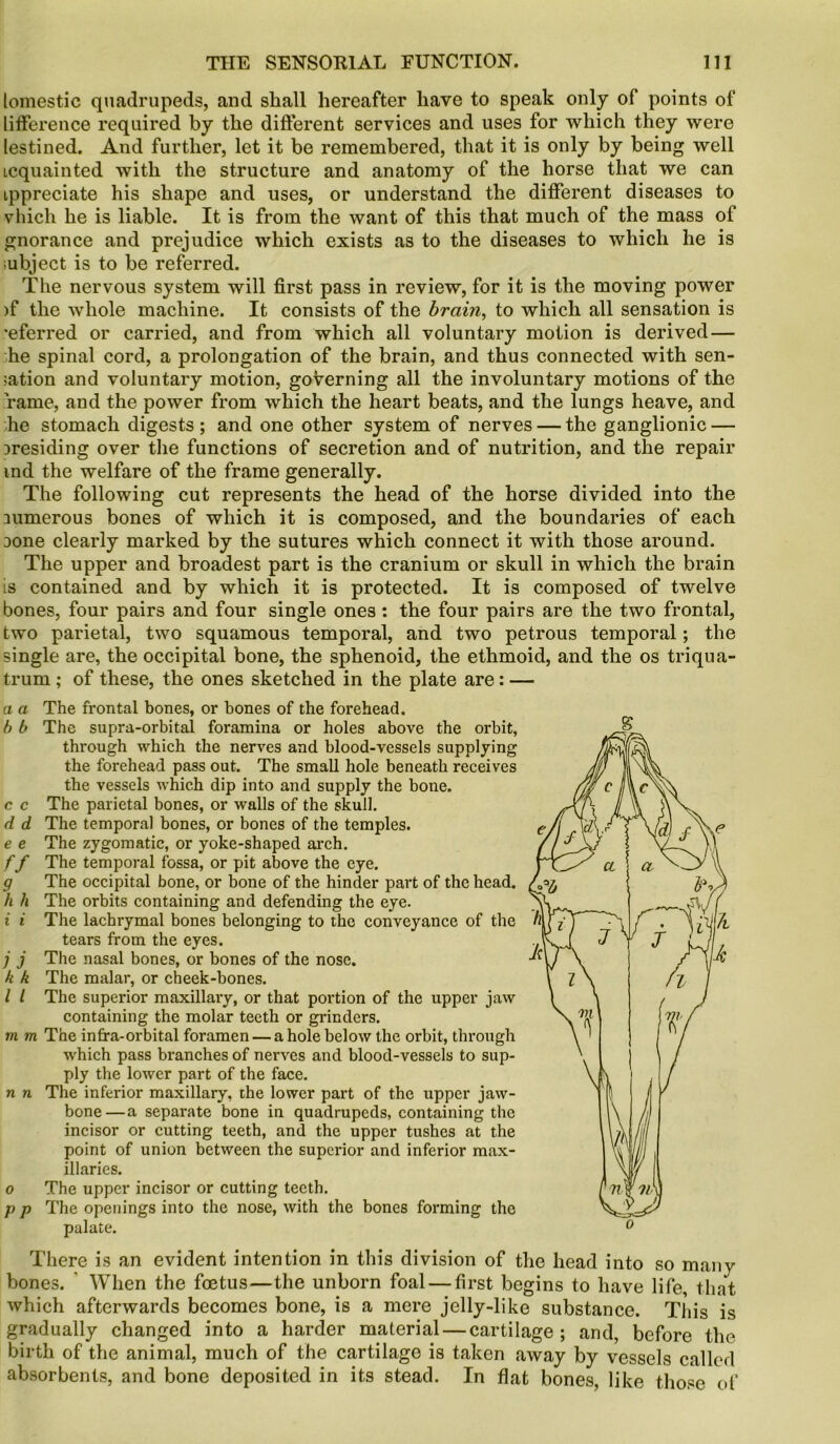 lomestic quadrupeds, and shall hereafter have to speak only of points of lifference required by the different services and uses for which they were lestined. And further, let it be remembered, that it is only by being well icquainted with the structure and anatomy of the horse that we can ippreciate his shape and uses, or understand the different diseases to vhich he is liable. It is from the want of this that much of the mass of gnorance and prejudice which exists as to the diseases to which he is iubject is to be referred. The nervous system will first pass in review, for it is the moving power )f the whole machine. It consists of the brain, to which all sensation is •eferred or carried, and from which all voluntary motion is derived— he spinal cord, a prolongation of the brain, and thus connected with sen- sation and voluntary motion, governing all the involuntary motions of the rame, and the power from which the heart beats, and the lungs heave, and he stomach digests; and one other system of nerves — the ganglionic — ^residing over the functions of secretion and of nutrition, and the repair md the welfare of the frame generally. The following cut represents the head of the horse divided into the numerous bones of which it is composed, and the boundaries of each none clearly marked by the sutures which connect it with those around. The upper and broadest part is the cranium or skull in which the brain is contained and by which it is protected. It is composed of twelve bones, four pairs and four single ones: the four pairs are the two frontal, two parietal, two squamous temporal, and two petrous temporal; the single are, the occipital bone, the sphenoid, the ethmoid, and the os triqua- trum ; of these, the ones sketched in the plate are: — a a The frontal bones, or bones of the forehead. b b The supra-orbital foramina or holes above the orbit, through which the nerves and blood-vessels supplying the forehead pass out. The small hole beneath receives the vessels which dip into and supply the bone. c c The parietal bones, or walls of the skull. d d The temporal bones, or bones of the temples. e e The zygomatic, or yoke-shaped arch. f f The temporal fossa, or pit above the eye. g The occipital bone, or bone of the hinder part of the head. h li The orbits containing and defending the eye. i i The lachrymal bones belonging to the conveyance of the tears from the eyes. j j The nasal bones, or bones of the nose. k k The malar, or cheek-bones. I l The superior maxillary, or that portion of the upper jaw containing the molar teeth or grinders. m m The infra-orbital foramen — a hole below the orbit, through which pass branches of nerves and blood-vessels to sup- ply the lower part of the face. n n The inferior maxillary, the lower part of the upper jaw- bone—a separate bone in quadrupeds, containing the incisor or cutting teeth, and the upper tushes at the point of union between the superior and inferior max- illaries. o The upper incisor or cutting teeth. p p The openings into the nose, with the bones forming the palate. There is an evident intention in this division of the head into so many bones. When the foetus—the unborn foal — first begins to have life, that which afterwards becomes bone, is a mere jelly-like substance. This is gradually changed into a harder material — cartilage ; and, before the birth of the animal, much of the cartilage is taken away by vessels called absorbents, and bone deposited in its stead. In flat bones, like those of