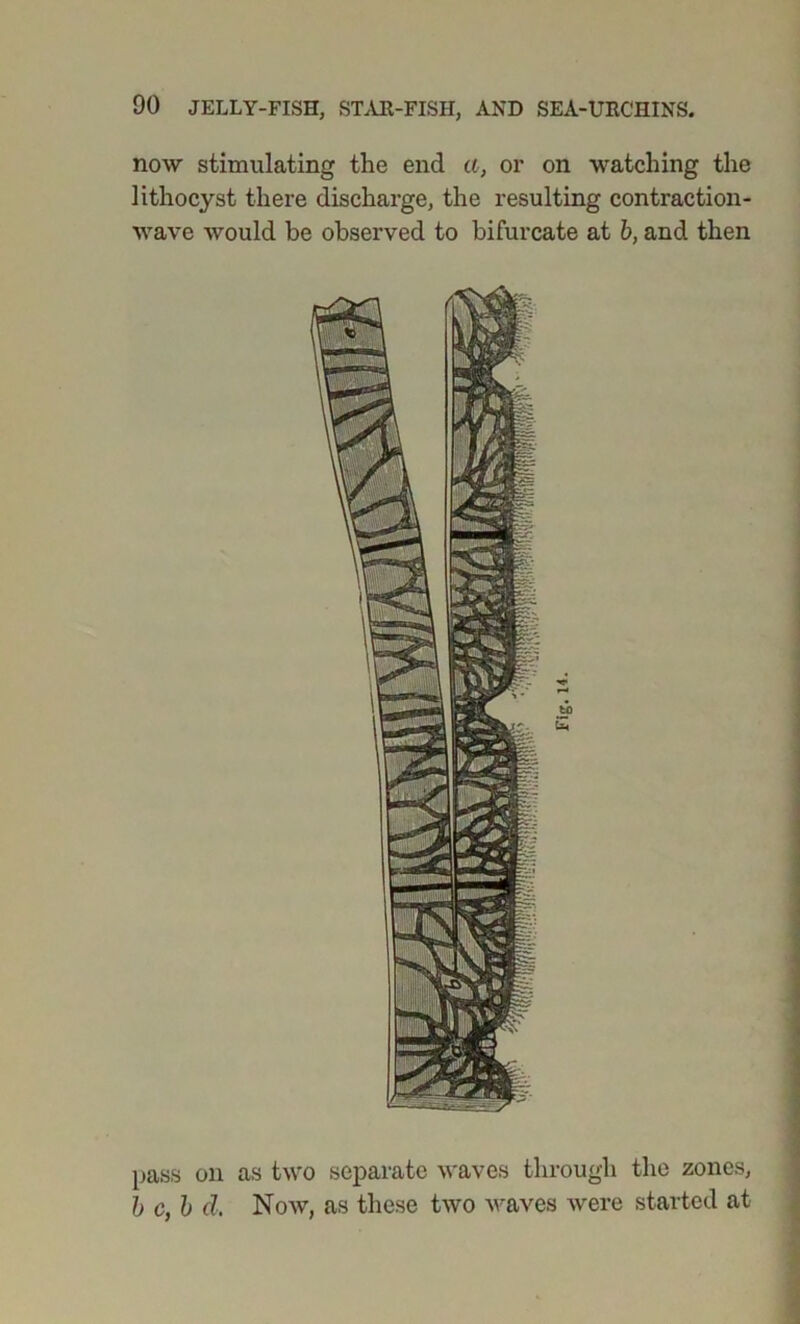 now stimulating the end a, or on watching the lithocyst there discharge, the resulting contraction- wave would he observed to bifurcate at b, and then pass on as two separate waves through the zones, h c, b d. Now, as these two waves were started at