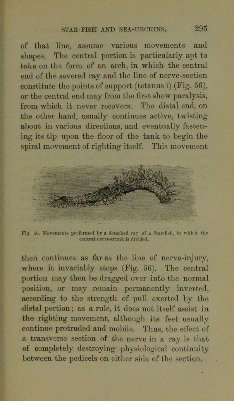 of that line, assume various movements and shapes. The central portion is particularly apt to take on the form of an arch, in which the central end of the severed ray and the line of nerve-section constitute the points of support (tetanus ?) (Fig. 56), or the central end may from the first show paralysis, from which it never recovers. The distal end, on the other hand, usually continues active, twisting about in various directions, and eventually fasten- ing its tip upon the floor of the tank to begin the spiral movement of righting itself. This movement Fijf. 50. Movements performed l>y a detached ray of a Star-fish, in which the central nerve-trunk is divided. then continues as far as the line of nerve-injury, where it invariably stops (Fig. 56). The central portion may then be dragged over into the normal position, or may remain permanently inverted, according to the strength of pull exerted by the distal portion; as a rule, it does not itself assist in the righting movement, although its feet usually continue protruded and mobile. Thus, the effect of a transverse section of the nerve in a ray is that of completely destroying physiological continuity between the pedicels on either side of the section,