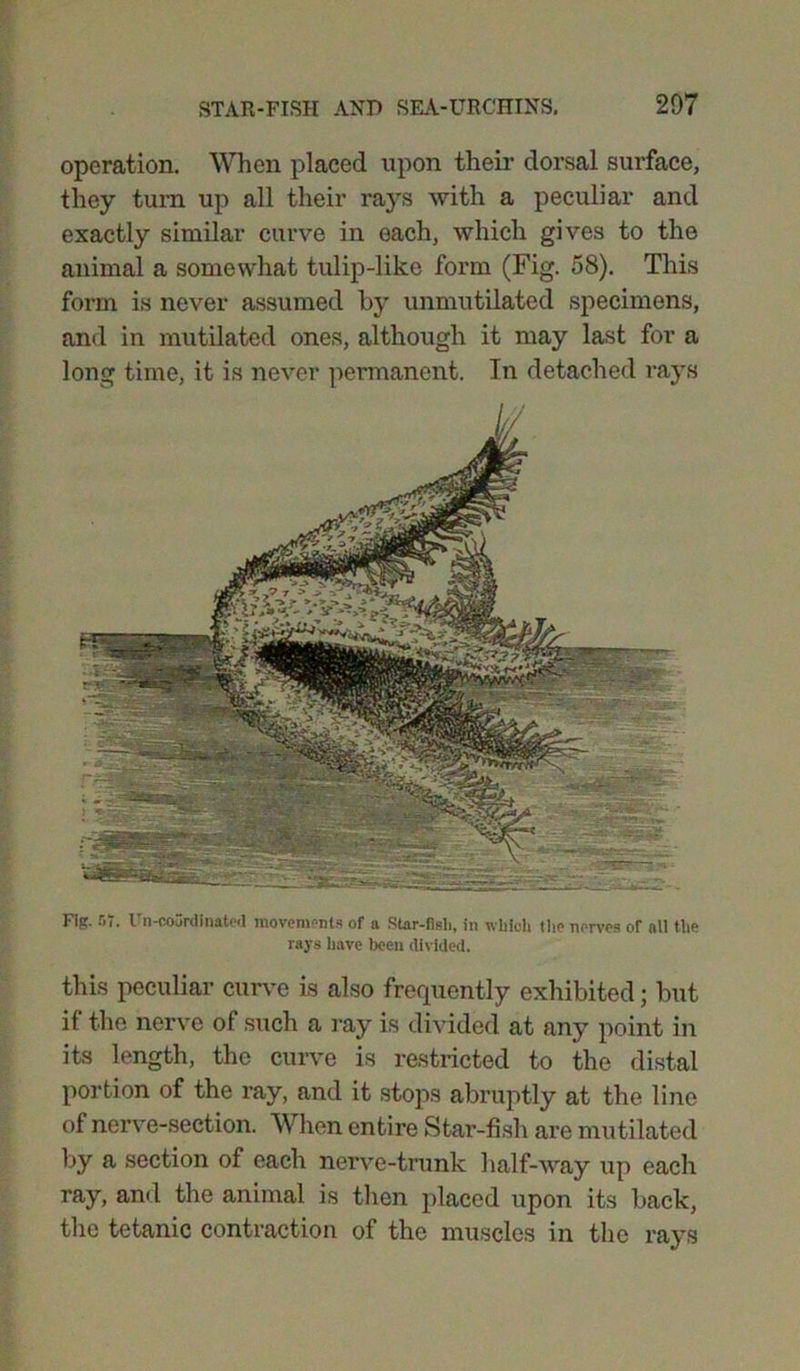 operation. When placed upon their dorsal surface, they turn up all their rays with a peculiar and exactly similar curve in each, which gives to the animal a somewhat tulip-like form (Fig. 58). This form is never assumed by unmutilated specimens, and in mutilated ones, although it may last for a long time, it is never permanent. In detached rays Fig. nr. Un-co3rdlnated movements of a Star-fish, in which the nerves of all the rays have been divided. this peculiar curve is also frequently exhibited; but if the nerve of such a ray is divided at any point in its length, the curve is restricted to the distal portion of the ray, and it stops abruptly at the line of nerve-section. When entire Star-fish are mutilated by a section of each nerve-trunk half-way up each ray, and the animal is then placed upon its back, the tetanic contraction of the muscles in the raj^s