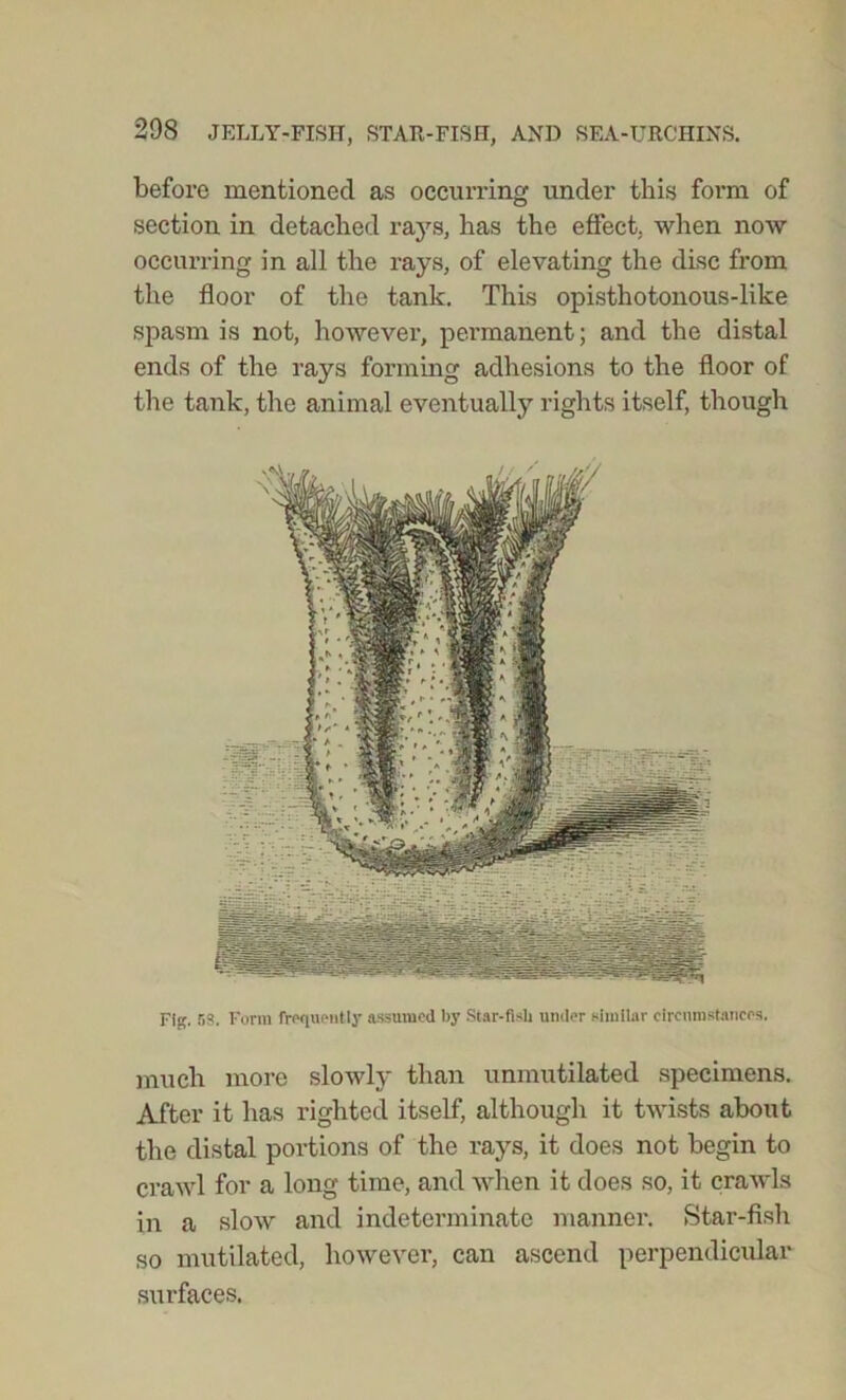 before mentioned as occurring under this form of section in detached rays, has the effect, when now occurring in all the rays, of elevating the disc from the floor of the tank. This opisthotonous-like spasm is not, however, permanent; and the distal ends of the rays forming adhesions to the floor of the tank, the animal eventually rights itself, though Fife. 53. Form frequently assumed by Star-fish under similar circumstances. much more slowly than unmutilated specimens. After it has righted itself, although it twists about the distal portions of the rays, it does not begin to crawl for a long time, and when it does so, it crawls in a slow and indeterminate manner. Star-fish so mutilated, however, can ascend perpendicular surfaces.