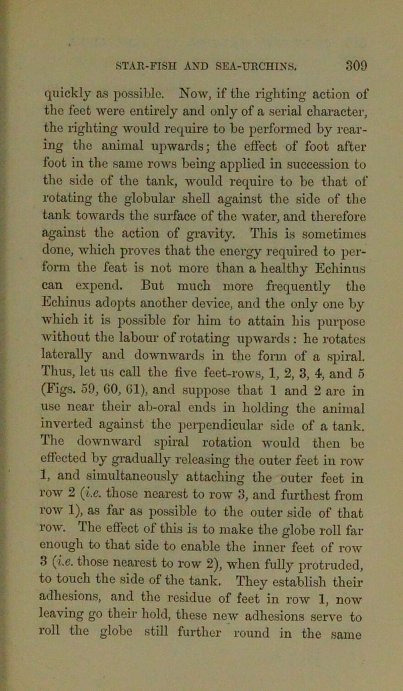 quickly as possible. Now, if the righting action of the feet were entirely and only of a serial character, the righting would require to be performed by rear- ing the animal upwards; the effect of foot after foot in the same rows being applied in succession to the side of the tank, would require to be that of rotating the globular shell against the side of the tank towards the surface of the water, and therefore against the action of gravity. This is sometimes done, which proves that the energy required to per- form the feat is not more than a healthy Echinus can expend. But much more frequently the Echinus adopts another device, and the only one by which it is possible for him to attain his purpose without the labour of rotating upwards : he rotates laterally and downwards in the form of a spiral. Thus, let us call the five feet-rows, 1, 2, 3, 4, and 5 (Figs. 59, GO, 61), and suppose that 1 and 2 are in use near their ab-oral ends in holding the animal inverted against the perpendicular side of a tank. The downward spiral rotation would then be effected by gradually releasing the outer feet in row 1, and simultaneously attaching the outer feet in row 2 (i.e. those nearest to row 3, and furthest from row 1), as far as possible to the outer side of that row. The effect of this is to make the globe roll far enough to that side to enable the inner feet of row 3 (i.e. those nearest to row 2), when fully protruded, to touch the side of tire tank. They establish their adhesions, and the residue of feet in row 1, now leaving go their hold, these new adhesions serve to roll the globe still further round in the same