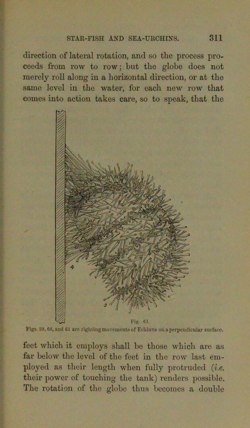 direction of lateral rotation, and so the process pro- ceeds from row to row; hut the globe does not merely roll along in a horizontal direction, or at the same level in the water, for each new row that comes into action takes care, so to speak, that the Figs. 59, CO, and 61 arc righting movements of Echinus on a perpendicular surface. feet which it employs shall be those which are as far below the level of the feet in the toav last em- ployed as their length when fully protruded (i.e. their power of touching the tank) renders possible. The rotation of the globe thus becomes a double