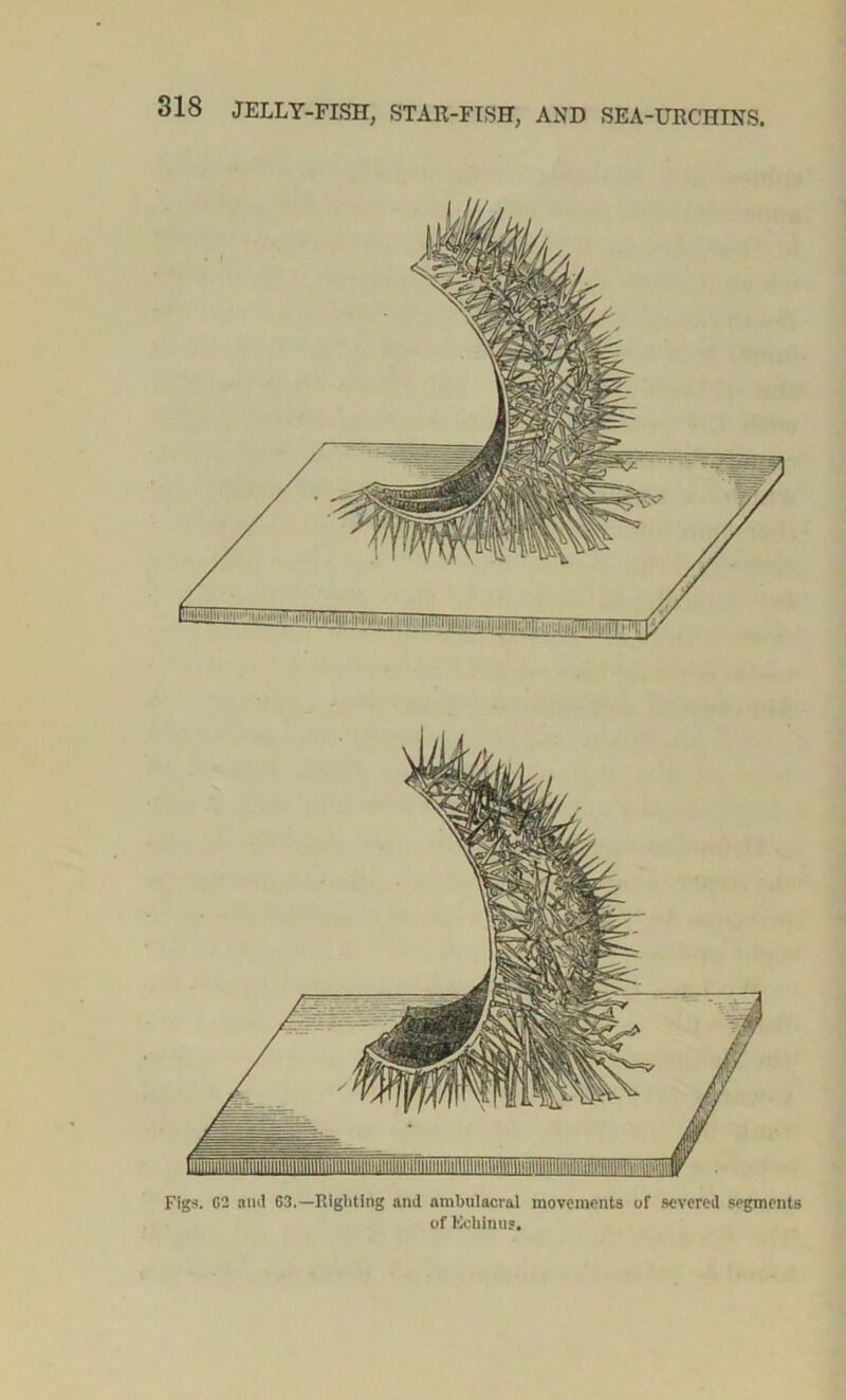 Figs. G2 and 03.—Righting and ambulacral movements of severed segments of Echinus.