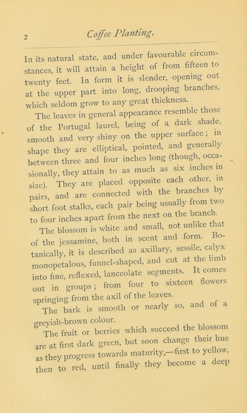 In its natural state, and under favourable circum- stances, it will attain a height of from fifteen to twenty feet. In form it is slender, opening out at the upper part into long, drooping branches, which seldom grow to any great thickness. The leaves in general appearance resemb e trose of the Portugal laurel, being of a dark sha e. smooth and very shiny on the upper surface; in shape they are elliptical, pointed, and generally between three and four inches long (thoug r, occa sionally, they attain to as much as six inches m size) They are placed opposite each other, in pairs, and are connected with the branches by short foot stalks, each pair being usually from two to four inches apart from the next on the branc i. The blossom is white and small, not unlike tha of the jessamine, both in scent and form. o tanically, it is described as axillary, sessile, calyx monopetalous, funnel-shaped, and cut at the hm into fine, refiexed, lanceolate segments. It comes out in groups; from four to sixteen floweis springing from the axil of the leaves. The bark is smooth or nearly so, and of a crrevisVi-brown coloui. The fruit or berries which succeed the ossom are at first dark green, but soon change their hue as they progress towards maturity,-first to yellow, Ln to red, until finally they become a deep