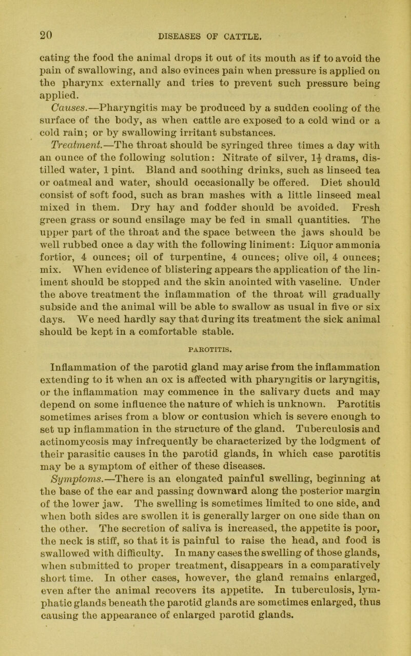 eating the food the animal drops it out of its mouth as if to avoid the pain of swallowing, and also evinces pain when pressure is applied on the pharynx externally and tries to prevent such pressure being applied. Causes.—Pharyngitis may be produced by a sudden cooling of the surface of the body, as when cattle are exposed to a cold wind or a cold rain; or by swallowing irritant substances. Treatment.—The throat should be syringed three times a day with an ounce of the following solution: Nitrate of silver, 1-J drams, dis- tilled water, 1 pint. Bland and soothing drinks, such as linseed tea or oatmeal and water, should occasionally be offered. Diet should consist of soft food, such as bran mashes with a little linseed meal mixed in them. Dry hay and fodder should be avoided. Fresh green grass or sound ensilage may be fed in small quantities. The upper part of the throat and the space between the jaws should be well rubbed once a day with the following liniment: Liquor ammonia fortior, 4 ounces; oil of turpentine, 4 ounces; olive oil, 4 ounces; mix. When evidence of blistering appears the application of the lin- iment should be stopped and the skin anointed with vaseline. Under the above treatment the inflammation of the throat will gradually subside and the animal will be able to swallow as usual in five or six days. We need hardly say that during its treatment the sick animal should be kept in a comfortable stable. PAROTITIS. Inflammation of the parotid gland may arise from the inflammation extending to it when an ox is affected with pharyngitis or laryngitis, or the inflammation may commence in the salivary ducts and may depend on some influence the nature of which is unknown. Parotitis sometimes arises from a blow or contusion which is severe enough to set up inflammation in the structure of the gland. Tuberculosis and actinomycosis may infrequently be characterized by the lodgment of their parasitic causes in the parotid glands, in which case parotitis may be a symptom of either of these diseases. Symptoms.—There is an elongated painful swelling, beginning at the base of the ear and passing downward along the posterior margin of the lower jaw. The swelling is sometimes limited to one side, and when both sides are swollen it is generally larger on one side than on the other. The secretion of saliva is increased, the appetite is poor, the neck is stiff, so that it is painful to raise the head, and food is swallowed with difficulty. In many cases the swelling of those glands, when submitted to proper treatment, disappears in a comparatively short time. In other cases, however, the gland remains enlarged, even after the animal recovers its appetite. In tuberculosis, lym- phatic glands beneath the parotid glands are sometimes enlarged, thus causing the appearance of enlarged parotid glands.