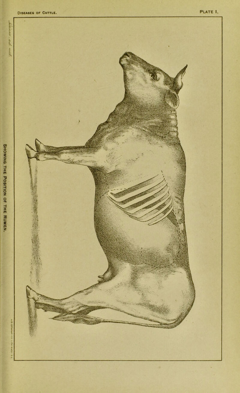 Showing the Position of the rumen.