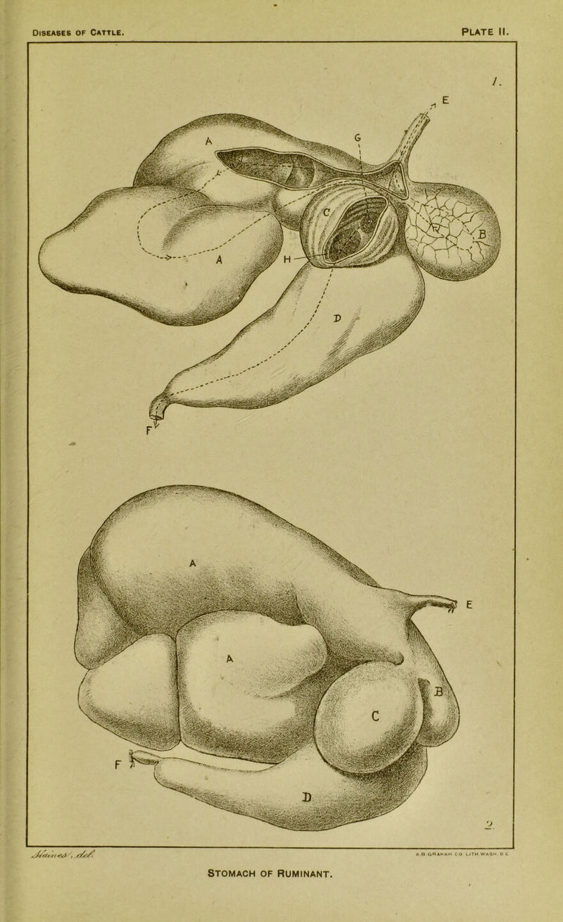 a a.graham co lith Wash. o c ,4/, yOb/t Stomach of Ruminant