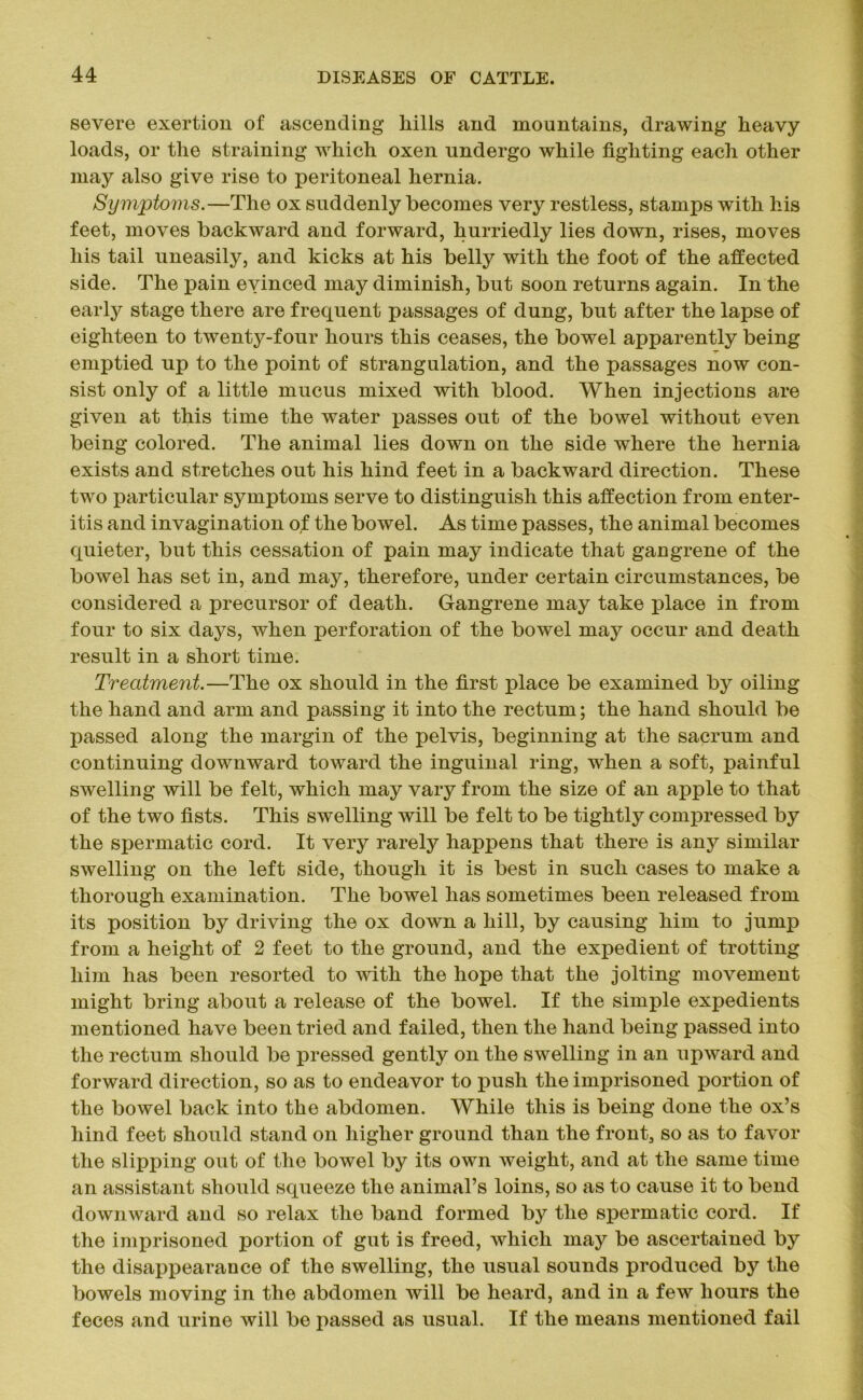 severe exertion of ascending hills and mountains, drawing heavy loads, or the straining which oxen undergo while fighting each other may also give rise to peritoneal hernia. Symptoms.—The ox suddenly becomes very restless, stamps with his feet, moves backward and forward, hurriedly lies down, rises, moves his tail uneasily, and kicks at his belly with the foot of the affected side. The pain eyinced may diminish, but soon returns again. In the early stage there are frequent passages of dung, but after the lapse of eighteen to twenty-four hours this ceases, the bowel apparently being T- emptied up to the point of strangulation, and the passages now con- sist only of a little mucus mixed with blood. When injections are given at this time the water passes out of the bowel without even being colored. The animal lies down on the side where the hernia exists and stretches out his hind feet in a backward direction. These two particular symptoms serve to distinguish this affection from enter- itis and invagination of the bowel. As time passes, the animal becomes quieter, but this cessation of pain may indicate that gangrene of the bowel has set in, and may, therefore, under certain circumstances, be considered a precursor of death. Gangrene may take place in from four to six days, when perforation of the bowel may occur and death result in a short time. Treatment.—The ox should in the first place be examined by oiling the hand and arm and passing it into the rectum; the hand should be passed along the margin of the pelvis, beginning at the sacrum and continuing downward toward the inguinal ring, when a soft, painful swelling will be felt, which may vary from the size of an apple to that of the two fists. This swelling will be felt to be tightly compressed by the spermatic cord. It very rarely happens that there is any similar swelling on the left side, though it is best in such cases to make a thorough examination. The bowel has sometimes been released from its position by driving the ox down a hill, by causing him to jump from a height of 2 feet to the ground, and the expedient of trotting him has been resorted to with the hope that the jolting movement might bring about a release of the bowel. If the simple expedients mentioned have been tried and failed, then the hand being passed into the rectum should be pressed gently on the swelling in an upward and forward direction, so as to endeavor to push the imprisoned portion of the bowel back into the abdomen. While this is being done the ox’s hind feet should stand on higher ground than the front, so as to favor the slipping out of the bowel by its own weight, and at the same time an assistant should squeeze the animal’s loins, so as to cause it to bend downward and so relax the band formed by the spermatic cord. If the imprisoned portion of gut is freed, which may be ascertained by the disappearance of the swelling, the usual sounds produced by the bowels moving in the abdomen will be heard, and in a few hours the feces and urine will be passed as usual. If the means mentioned fail