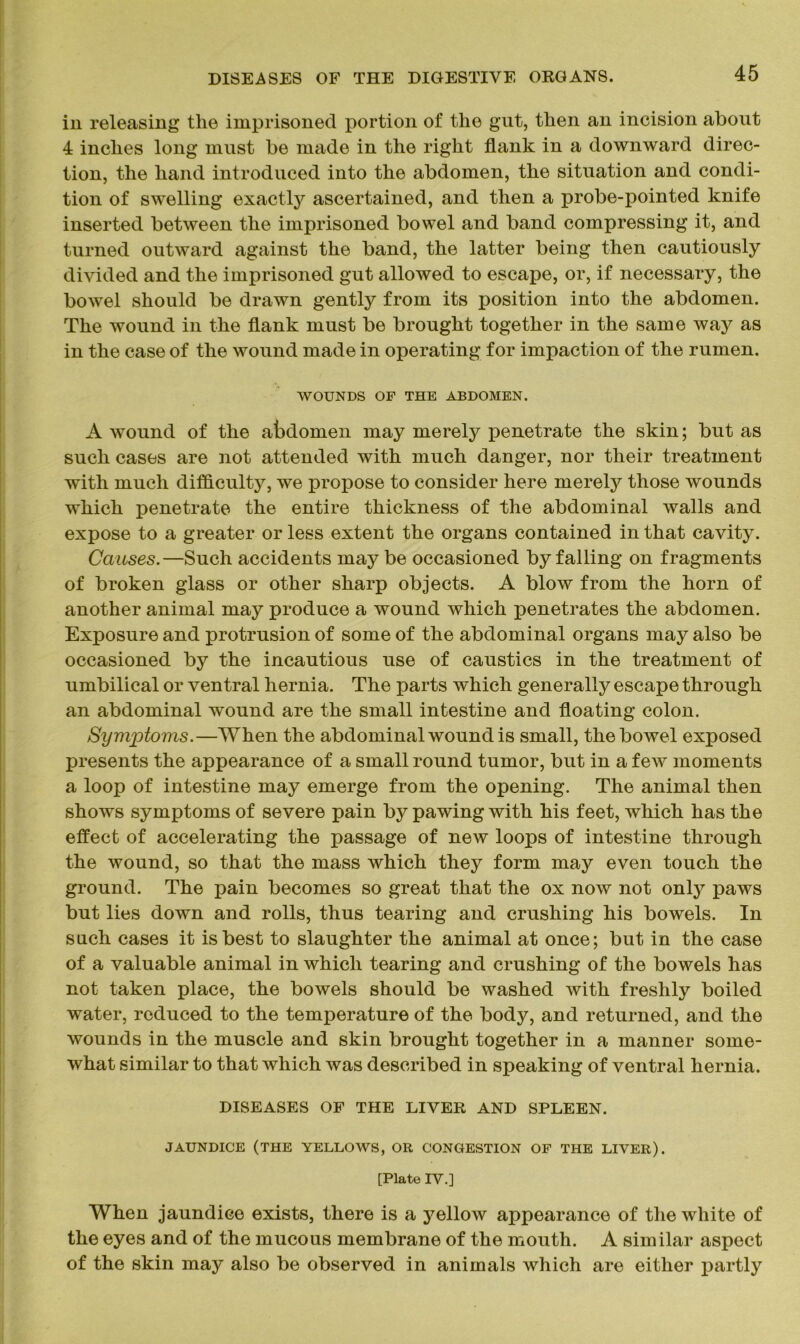 in releasing the imprisoned portion of the gut, then an incision about 4 inches long must be made in the right flank in a downward direc- tion, the hand introduced into the abdomen, the situation and condi- tion of swelling exactly ascertained, and then a probe-pointed knife inserted between the imprisoned bowel and band compressing it, and turned outward against the band, the latter being then cautiously divided and the imprisoned gut allowed to escape, or, if necessary, the bowel should be drawn gently from its position into the abdomen. The wound in the flank must be brought together in the same way as in the case of the wound made in operating for impaction of the rumen. WOUNDS OF THE ABDOMEN. A wound of the abdomen may merely penetrate the skin; but as such cases are not attended with much danger, nor their treatment with much difficulty, we propose to consider here merely those wounds which penetrate the entire thickness of the abdominal walls and expose to a greater or less extent the organs contained in that cavity. Causes.—Such accidents may be occasioned by falling on fragments of broken glass or other sharp objects. A blow from the horn of another animal may produce a wound which penetrates the abdomen. Exposure and protrusion of some of the abdominal organs may also be occasioned by the incautious use of caustics in the treatment of umbilical or ventral hernia. The parts which generally escape through an abdominal wound are the small intestine and floating colon. Symptoms.—When the abdominal wound is small, the bowel exposed presents the appearance of a small round tumor, but in a few moments a loop of intestine may emerge from the opening. The animal then shows symptoms of severe pain by pawing with his feet, which has the effect of accelerating the passage of new loops of intestine through the wound, so that the mass which they form may even touch the ground. The pain becomes so great that the ox now not onty paws but lies down and rolls, thus tearing and crushing his bowels. In such cases it is best to slaughter the animal at once; but in the case of a valuable animal in which tearing and crushing of the bowels has not taken place, the bowels should be washed with freshly boiled water, reduced to the temperature of the body, and returned, and the wounds in the muscle and skin brought together in a manner some- what similar to that which was described in speaking of ventral hernia. DISEASES OF THE LIVER AND SPLEEN. JAUNDICE (THE YELLOWS, OR CONGESTION OF THE LIVER). [Plate IV.] When jaundice exists, there is a yellow appearance of the white of the eyes and of the mucous membrane of the mouth. A similar aspect of the skin may also be observed in animals which are either partly