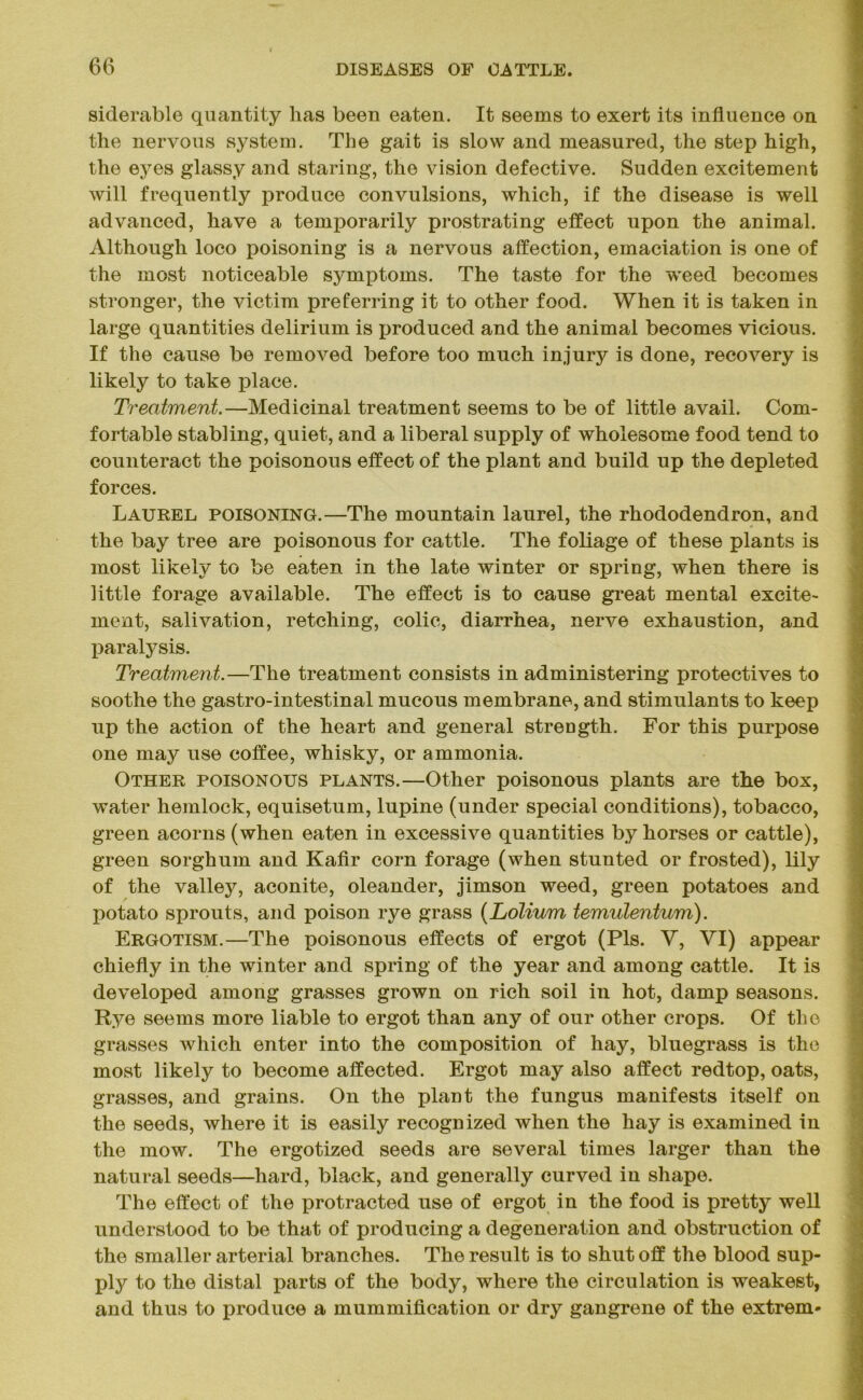 siderable quantity has been eaten. It seems to exert its influence on the nervous system. The gait is slow and measured, the step high, the eyes glassy and staring, the vision defective. Sudden excitement will frequently produce convulsions, which, if the disease is well advanced, have a temporarily prostrating effect upon the animal. Although loco poisoning is a nervous affection, emaciation is one of the most noticeable symptoms. The taste for the weed becomes stronger, the victim preferring it to other food. When it is taken in large quantities delirium is produced and the animal becomes vicious. If the cause be removed before too much injury is done, recovery is likely to take place. Treatment.—Medicinal treatment seems to be of little avail. Com- fortable stabling, quiet, and a liberal supply of wholesome food tend to counteract the poisonous effect of the plant and build up the depleted forces. Laurel poisoning.—The mountain laurel, the rhododendron, and the bay tree are poisonous for cattle. The foliage of these plants is most likely to be eaten in the late winter or spring, when there is little forage available. The effect is to cause great mental excite- ment, salivation, retching, colic, diarrhea, nerve exhaustion, and paralysis. Treatinent.—The treatment consists in administering protectives to soothe the gastro-intestinal mucous membrane, and stimulants to keep up the action of the heart and general strength. For this purpose one may use coffee, whisky, or ammonia. Other poisonous plants.—Other poisonous plants are the box, water hemlock, equisetum, lupine (under special conditions), tobacco, green acorns (when eaten in excessive quantities by horses or cattle), green sorghum and Kafir corn forage (when stunted or frosted), lily of the valley, aconite, oleander, jimson weed, green potatoes and potato sprouts, and poison rye grass (Lolium temulentum). Ergotism.—The poisonous effects of ergot (Pis. Y, YI) appear chiefly in the winter and spring of the year and among cattle. It is developed among grasses grown on rich soil in hot, damp seasons. Rye seems more liable to ergot than any of our other crops. Of the grasses which enter into the composition of hay, bluegrass is the most likely to become affected. Ergot may also affect redtop, oats, grasses, and grains. On the plant the fungus manifests itself on the seeds, where it is easily recognized when the hay is examined in the mow. The ergotized seeds are several times larger than the natural seeds—hard, black, and generally curved in shape. The effect of the protracted use of ergot in the food is pretty well understood to be that of producing a degeneration and obstruction of the smaller arterial branches. The result is to shut off the blood sup- ply to the distal parts of the body, where the circulation is weakest, and thus to produce a mummification or dry gangrene of the extrem-