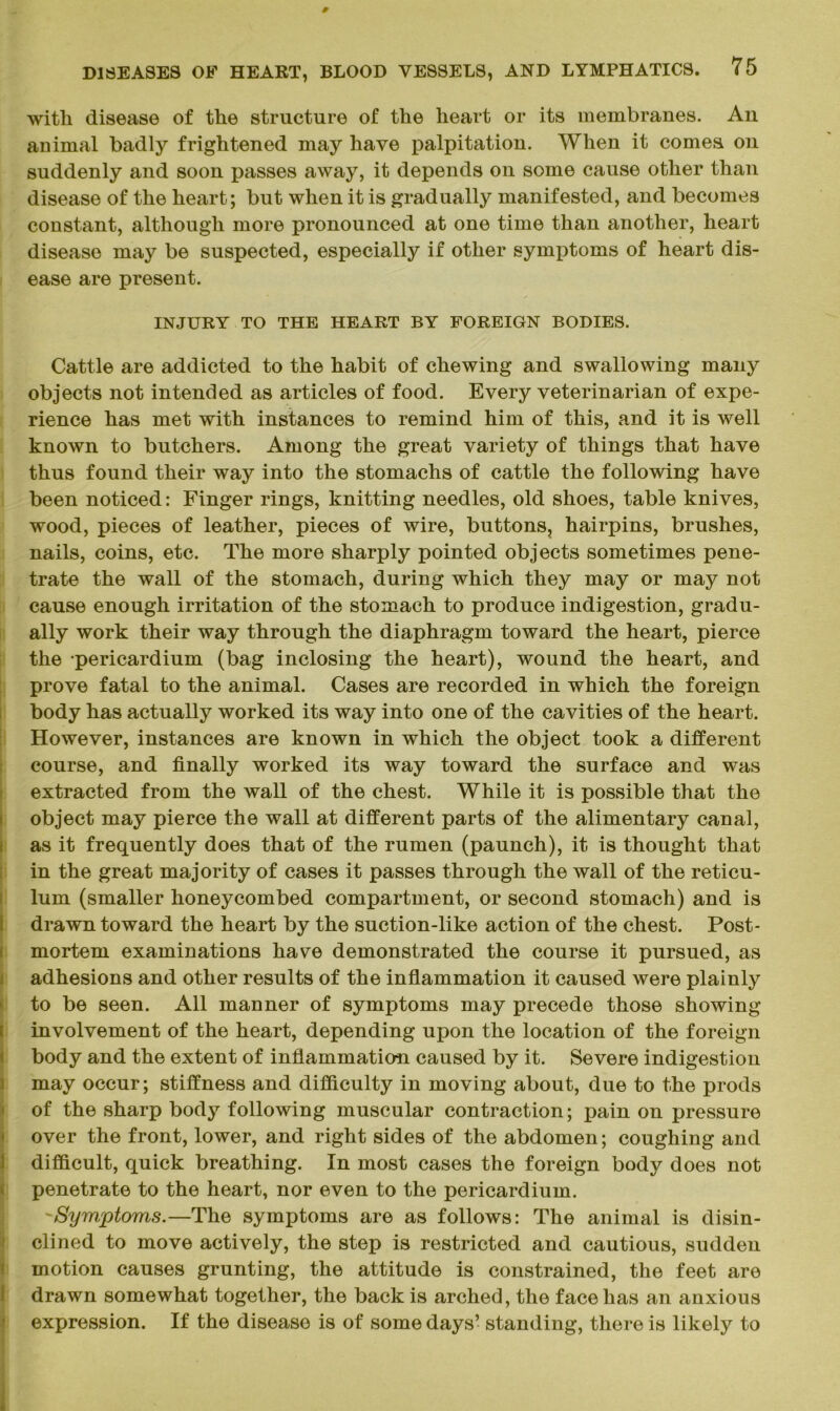 with disease of the structure of the heart or its membranes. An animal badly frightened may have palpitation. When it comes on suddenly and soon passes away, it depends on some cause other than disease of the heart; but when it is gradually manifested, and becomes constant, although more pronounced at one time than another, heart disease may be suspected, especially if other symptoms of heart dis- ease are present. INJURY TO THE HEART BY FOREIGN BODIES. Cattle are addicted to the habit of chewing and swallowing many objects not intended as articles of food. Every veterinarian of expe- rience has met with instances to remind him of this, and it is well known to butchers. Among the great variety of things that have thus found their way into the stomachs of cattle the following have been noticed: Finger rings, knitting needles, old shoes, table knives, wood, pieces of leather, pieces of wire, buttons, hairpins, brushes, nails, coins, etc. The more sharply pointed objects sometimes pene- trate the wall of the stomach, during which they may or may not cause enough irritation of the stomach to produce indigestion, gradu- ally work their way through the diaphragm toward the heart, pierce the pericardium (bag inclosing the heart), wound the heart, and prove fatal to the animal. Cases are recorded in which the foreign body has actually worked its way into one of the cavities of the heart. However, instances are known in which the object took a different course, and finally worked its way toward the surface and was extracted from the wall of the chest. While it is possible that the object may pierce the wall at different parts of the alimentary canal, as it frequently does that of the rumen (paunch), it is thought that in the great majority of cases it passes through the wall of the reticu- lum (smaller honeycombed compartment, or second stomach) and is drawn toward the heart by the suction-like action of the chest. Post- mortem examinations have demonstrated the course it pursued, as adhesions and other results of the inflammation it caused were plainly to be seen. All manner of symptoms may precede those showing- involvement of the heart, depending upon the location of the foreign body and the extent of inflammation caused by it. Severe indigestion may occur; stiffness and difficulty in moving about, due to the prods of the sharp body following muscular contraction; pain on pressure over the front, lower, and right sides of the abdomen; coughing and difficult, quick breathing. In most cases the foreign body does not penetrate to the heart, nor even to the pericardium. Symptoms.—The symptoms are as follows: The animal is disin- clined to move actively, the step is restricted and cautious, sudden motion causes grunting, the attitude is constrained, the feet are drawn somewhat together, the back is arched, the face has an anxious expression. If the disease is of some days’ standing, there is likely to