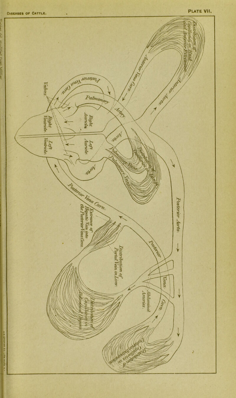 PLATE VII. sovmso