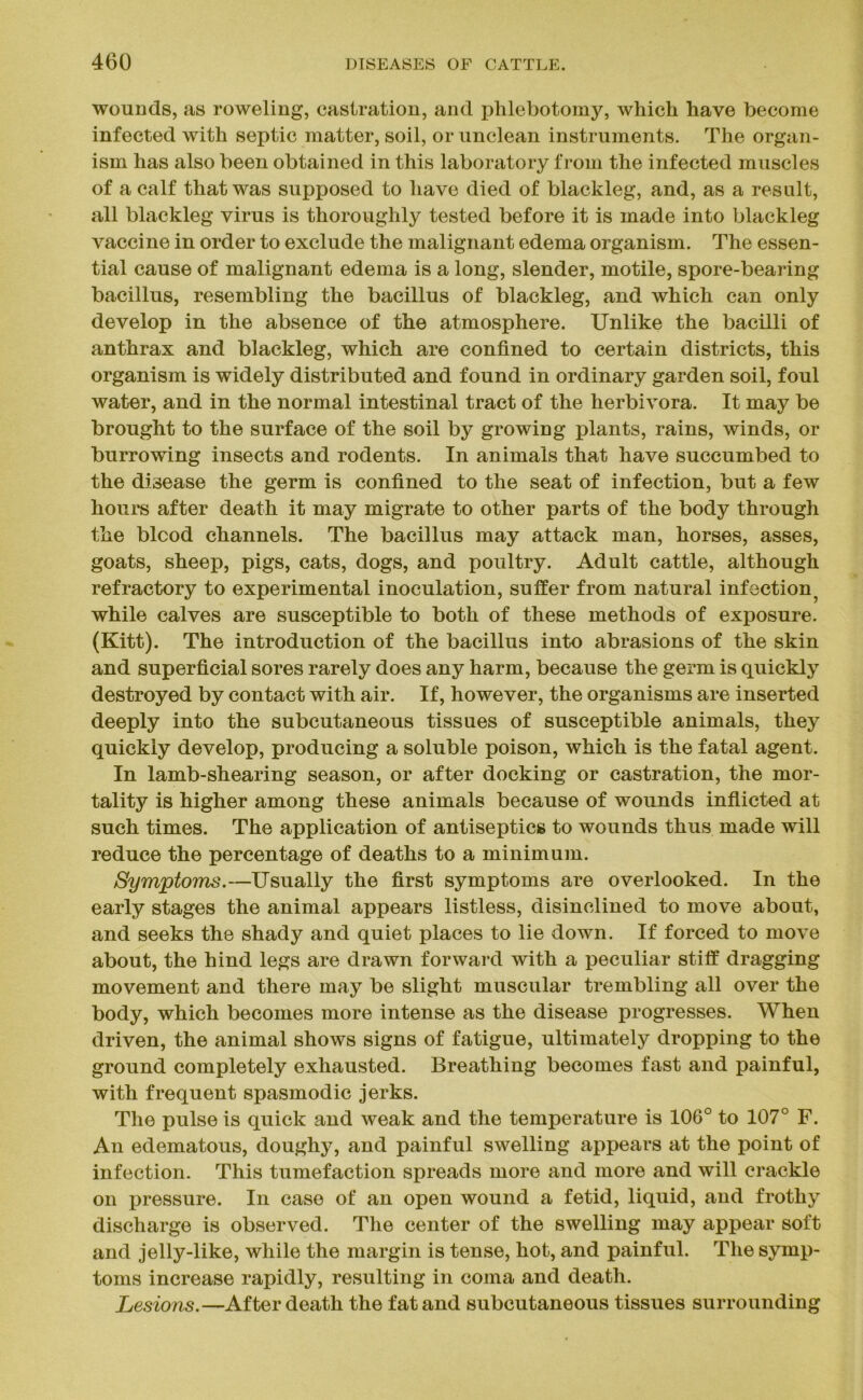 wounds, as roweling, castration, and phlebotomy, which have become infected with septic matter, soil, or unclean instruments. The organ- ism has also been obtained in this laboratory from the infected muscles of a calf that was supposed to have died of blackleg, and, as a result, all blackleg virus is thoroughly tested before it is made into blackleg vaccine in order to exclude the malignant edema organism. The essen- tial cause of malignant edema is a long, slender, motile, spore-bearing bacillus, resembling the bacillus of blackleg, and which can only develop in the absence of the atmosphere. Unlike the bacilli of anthrax and blackleg, which are confined to certain districts, this organism is widely distributed and found in ordinary garden soil, foul water, and in the normal intestinal tract of the herbivora. It may be brought to the surface of the soil by growing plants, rains, winds, or burrowing insects and rodents. In animals that have succumbed to the disease the germ is confined to the seat of infection, but a few hours after death it may migrate to other parts of the body through the blood channels. The bacillus may attack man, horses, asses, goats, sheep, pigs, cats, dogs, and poultry. Adult cattle, although refractory to experimental inoculation, suffer from natural infection while calves are susceptible to both of these methods of exposure. (Kitt). The introduction of the bacillus into abrasions of the skin and superficial sores rarely does any harm, because the germ is quickly destroyed by contact with air. If, however, the organisms are inserted deeply into the subcutaneous tissues of susceptible animals, they quickly develop, producing a soluble poison, which is the fatal agent. In lamb-shearing season, or after docking or castration, the mor- tality is higher among these animals because of wounds inflicted at such times. The application of antiseptics to wounds thus made will reduce the percentage of deaths to a minimum. Symptoms.—Usually the first symptoms are overlooked. In the early stages the animal appears listless, disinclined to move about, and seeks the shady and quiet places to lie down. If forced to move about, the hind legs are drawn forward with a peculiar stiff dragging movement and there may be slight muscular trembling all over the body, which becomes more intense as the disease progresses. When driven, the animal shows signs of fatigue, ultimately dropping to the ground completely exhausted. Breathing becomes fast and painful, with frequent spasmodic jerks. The pulse is quick and weak and the temperature is 106° to 107° F. An edematous, doughy, and painful swelling appears at the point of infection. This tumefaction spreads more and more and will crackle on pressure. In case of an open wound a fetid, liquid, and frothy discharge is observed. The center of the swelling may appear soft and jelly-like, while the margin is tense, hot, and painful. The symp- toms increase rapidly, resulting in coma and death. Lesions.—After death the fat and subcutaneous tissues surrounding