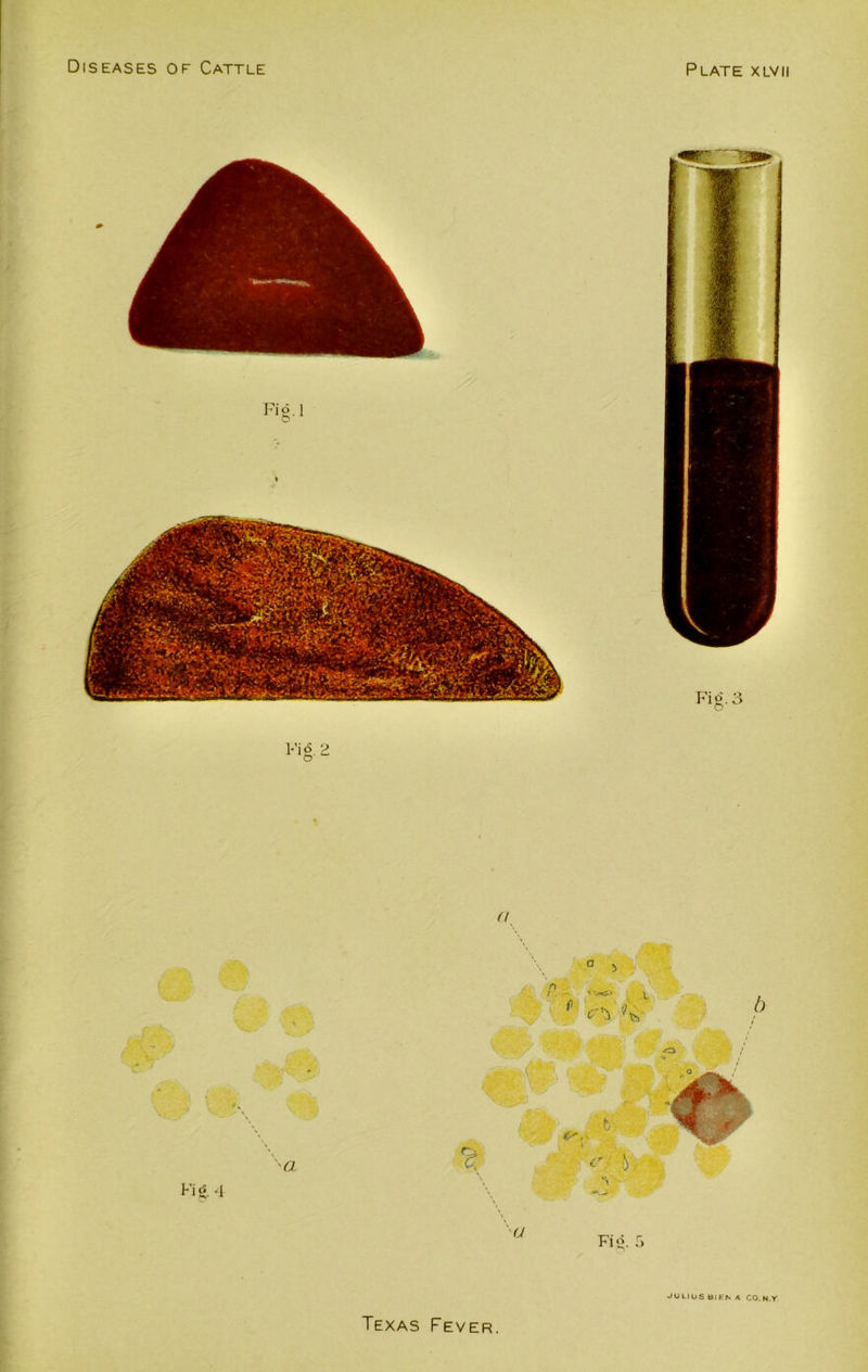 Fig-1 Pig. 2 (I, Pig. 4 Texas Fever. JULIUS ait'N A CO.N.Y