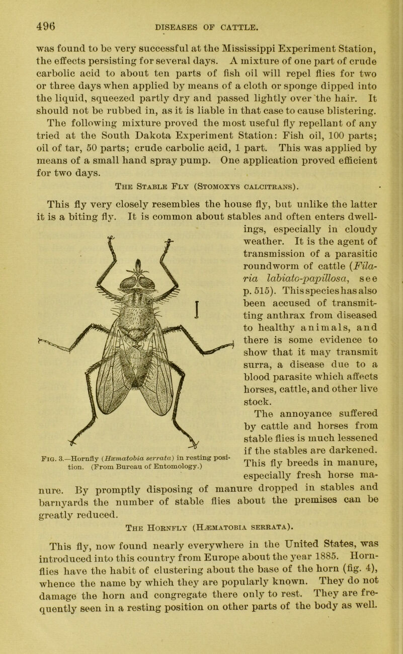 was found to be very successful at the Mississippi Experiment Station, the effects persisting for several days. A mixture of one part of crude carbolic acid to about ten parts of fish oil will repel flies for two or three days when applied by means of a cloth or sponge dipped into the liquid, squeezed partly dry and passed lightly over the hair. It should not be rubbed in, as it is liable in that case to cause blistering. The following mixture proved the most useful fly repellant of any tried at the South Dakota Experiment Station: Fish oil, 100 parts; oil of tar, 50 parts; crude carbolic acid, 1 part. This was applied by means of a small hand spray pump. One application proved efficient for two days. The Stable Fly (Stomoxys calcitrans). This fly very closely resembles the house fly, but unlike the latter it is a biting fly. It is common about stables and often enters dwell- ings, especially in cloudy weather. It is the agent of transmission of a parasitic roundworm of cattle (Fila- ria labiato-papillosa, see p. 515). This species has also been accused of transmit- ting anthrax from diseased to healthy animals, and there is some evidence to show that it may transmit surra, a disease due to a blood parasite which affects horses, cattle, and other live stock. The annoyance suffered by cattle and horses from stable flies is much lessened if the stables are darkened. This fly breeds in manure, especially fresh horse ma- nure. By pronrptly disposing of manure dropped in stables and barnyards the number of stable flies about the premises can be greatly reduced. The Hornfly (Hjematobia serrata). This fly, now found nearly everywhere in the United States, was introduced into this country from Europe about the year 1885. Horn- flies have the habit of clustering about the base of the horn (fig. 4), whence the name by which they are popularly known. They do not damage the horn and congregate there only to rest. They are fre- quently seen in a resting position on other parts of the body as well. Fig. 3.—Hornfly (Hsematobia serrata) in resting posi- tion. (From Bureau of Entomology.)