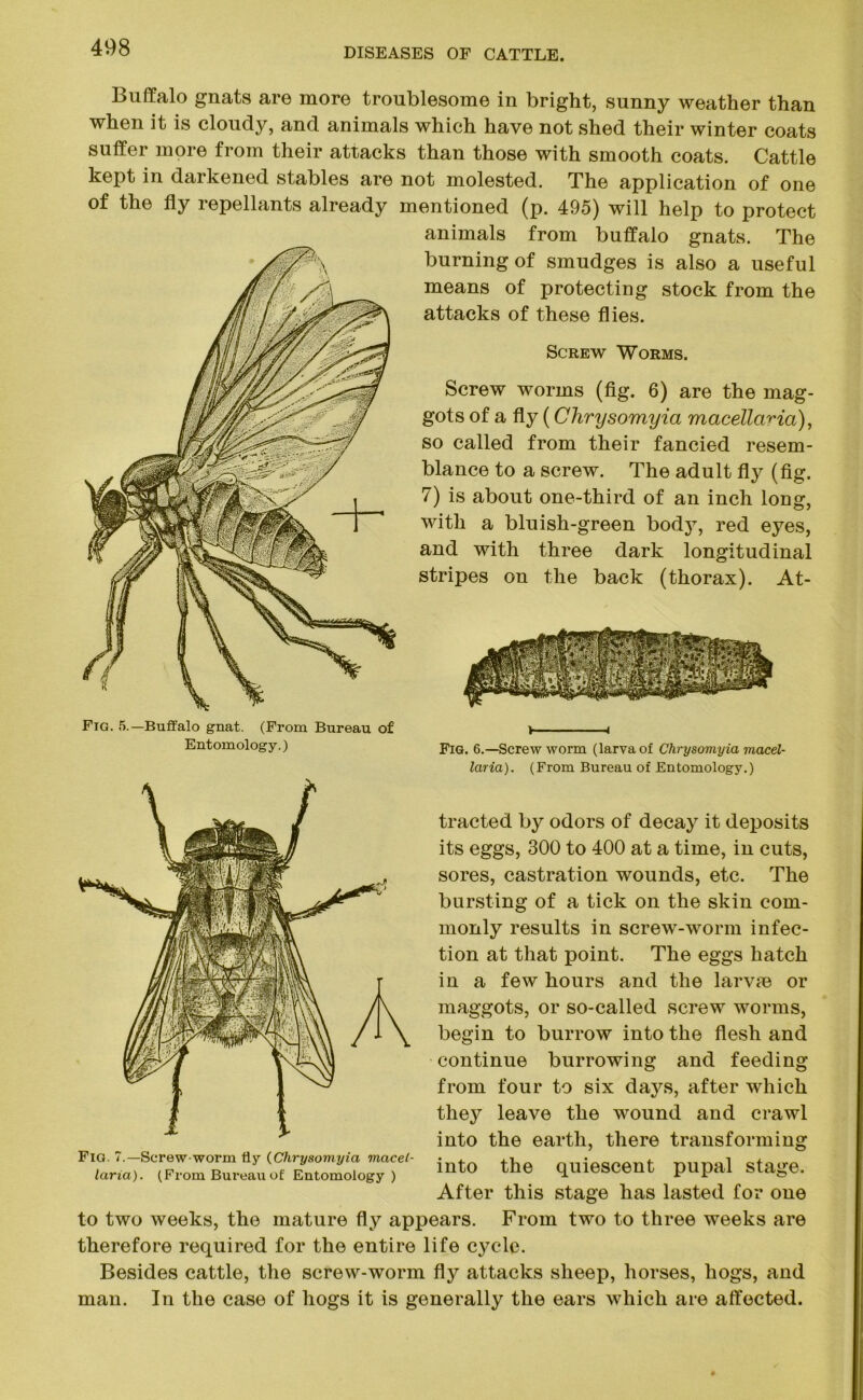 Buffalo gnats are more troublesome in bright, sunny weather than when it is cloudy, and animals which have not shed their winter coats suffer more from their attacks than those with smooth coats. Cattle kept in darkened stables are not molested. The application of one of the fly repellants already mentioned (p. 495) will help to protect animals from buffalo gnats. The burning of smudges is also a useful means of protecting stock from the attacks of these flies. Screw Worms. Screw worms (fig. 6) are the mag- gots of a fly (Chrysomyia macellaria), so called from their fancied resem- blance to a screw. The adult fly (fig. 7) is about one-third of an inch long, with a bluish-green bodjT, red eyes, and with three dark longitudinal stripes on the back (thorax). At- Fig. 5.—Buffalo gnat. (From Bureau of Entomology.) Fig. 6.—Screw worm (larva of Chrysomyia macel- laria). (From Bureau of Entomology.) tracted by odors of decay it deposits its eggs, 300 to 400 at a time, in cuts, sores, castration wounds, etc. The bursting of a tick on the skin com- monly results in screw-worm infec- tion at that point. The eggs hatch in a few hours and the larvie or maggots, or so-called screw worms, begin to burrow into the flesh and continue burrowing and feeding from four to six daj^s, after which they leave the wound and crawl into the earth, there transforming into the quiescent pupal stage. After this stage has lasted for one to two weeks, the mature fly appears. From two to three weeks are therefore required for the entire life c}^cle. Besides cattle, the screw-worm fly attacks sheep, horses, hogs, and man. In the case of hogs it is generally the ears which are affected. Fig. 7.—Screw-worm fly (Chrysomyia macel- laria). (From Bureau of Entomology)