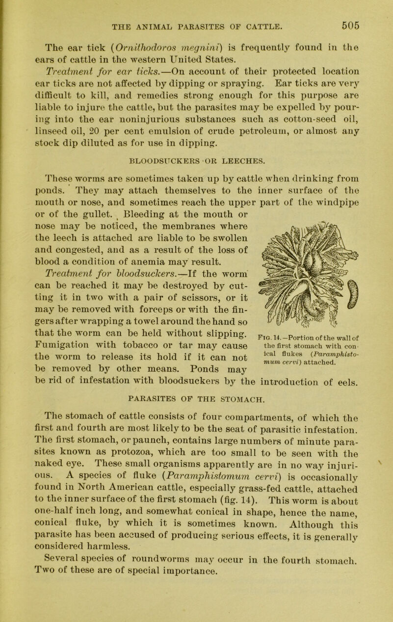 The ear tick (Ornithodoros megnini) is frequently found in the ears of cattle in the western United States. Treatment for ear ticks.—On account of their protected location ear ticks are not affected by dipping or spraying. Ear ticks are very difficult to kill, and remedies strong enough for this purpose are liable to injure the cattle, but the parasites may be expelled by pour- ing into the ear noninjurious substances such as cotton-seed oil, linseed oil, 20 per cent emulsion of crude petroleum, or almost any stock dip diluted as for use in dipping. BLOODSUCKERS OR LEECHES. These worms are sometimes taken lip by cattle when drinking from ponds. They may attach themselves to the inner surface of the mouth or nose, and sometimes reach the upper part of the windpipe or of the gullet. Bleeding at the mouth or nose may be noticed, the membranes where the leech is attached are liable to be swollen and congested, and as a result of the loss of blood a condition of anemia may result. Treatment for bloodsuckers.—If the worm can be reached it may be destroyed by cut- ting it in two with a pair of scissors, or it may be removed with forceps or with the fin- gers after wrapping a towel around the hand so that the worm can be held without slipping. Fumigation with tobacco or tar may cause the worm to release its hold if it can not be removed by other means. Ponds may be rid of infestation with bloodsuckers by the introduction of eels. PARASITES OF THE STOMACH. The stomach of cattle consists of four compartments, of which the first and fourth are most likely to be the seat of parasitic infestation. The first stomach, or paunch, contains large numbers of minute para- sites known as protozoa, which are too small to be seen with the naked eye. These small organisms apparently are in no way injuri- ous. A species of fluke (Paramphistomum cervi) is occasionally found in North American cattle, especially grass-fed cattle, attached to the inner surface of the first stomach (fig. 14). This worm is about one-half inch long, and somewhat conical in shape, hence the name, conical fluke, by which it is sometimes known. Although this parasite has been accused of producing serious effects, it is generally considered harmless. Several species of roundworms may occur in the fourth stomach. Two of these are of special importance. Fig. 14. —Portion of the wall of the first stomach with con- ical flukes (Paramphisto- mum cervi) attached.