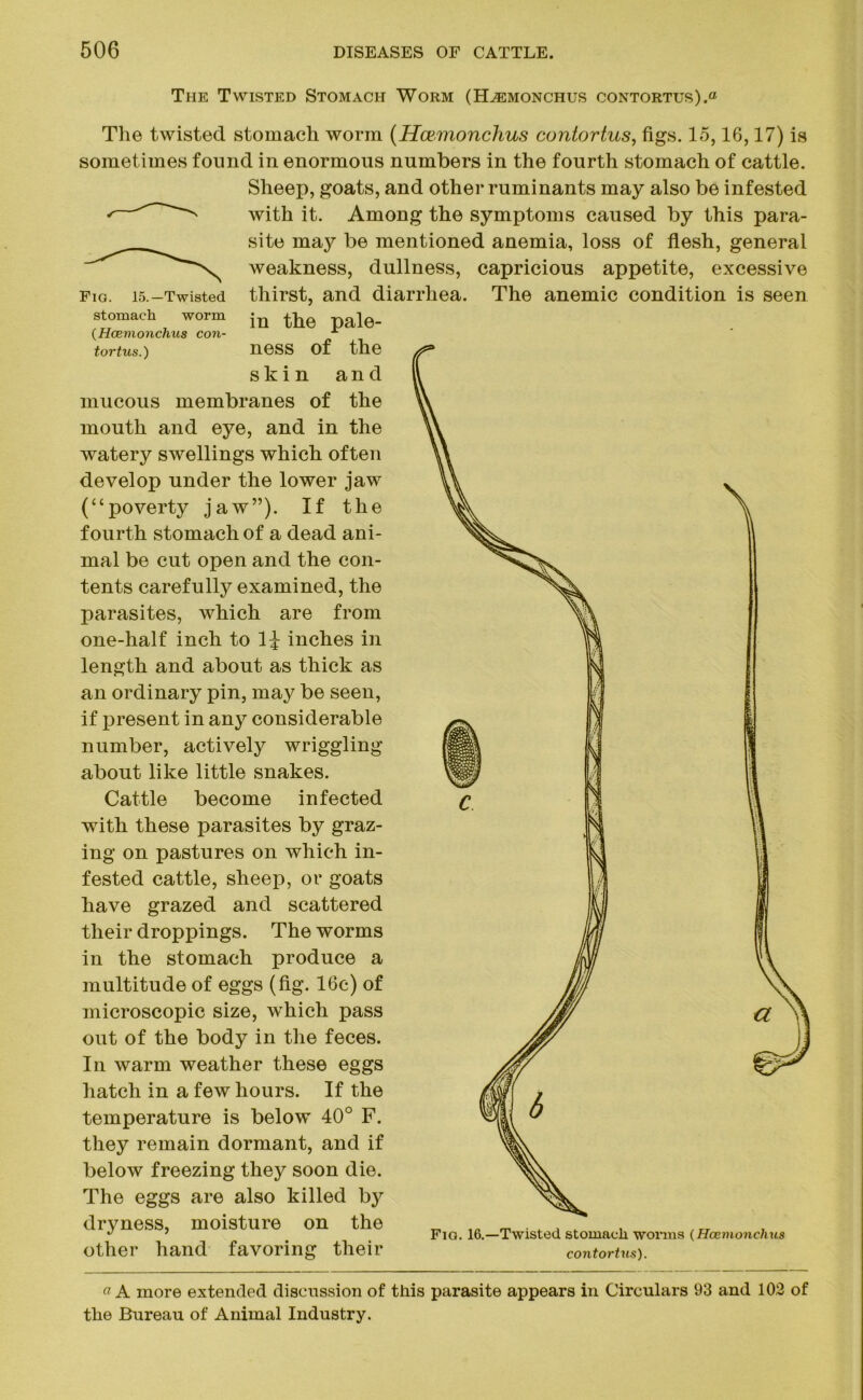 The Twisted Stomach Worm (Hcemonchus contortus).0 Fig. 15.—Twisted stomach worm (Hcemonchus con- tortus.) The twisted stomach worm (Hcemonchus contortus, figs. 15,16,17) is sometimes found in enormous numbers in the fourth stomach of cattle. Sheep, goats, and other ruminants may also be infested with it. Among the symptoms caused by this para- site may be mentioned anemia, loss of flesh, general weakness, dullness, capricious appetite, excessive thirst, and diarrhea. The anemic condition is seen in the pale- ness of the skin and mucous membranes of the mouth and eye, and in the watery swellings which often develop under the lower jaw (“poverty jaw”). If the fourth stomach of a dead ani- mal be cut open and the con- tents carefully examined, the parasites, which are from one-half inch to 1J inches in length and about as thick as an ordinary pin, may be seen, if present in any considerable number, actively wriggling about like little snakes. Cattle become infected with these parasites by graz- ing on pastures on which in- fested cattle, sheep, or goats have grazed and scattered their droppings. The worms in the stomach produce a multitude of eggs (fig. 16c) of microscopic size, which pass a out of the body in the feces. In warm weather these eggs hatch in a few hours. If the temperature is below 40° F. they remain dormant, and if below freezing they soon die. The eggs are also killed by dryness, moisture on the other hand favoring their Fig. 16.- -Twisted stomach worms (Hcemonchus contortus). a A more extended discussion of this parasite appears in Circulars 93 and 102 of the Bureau of Animal Industry.