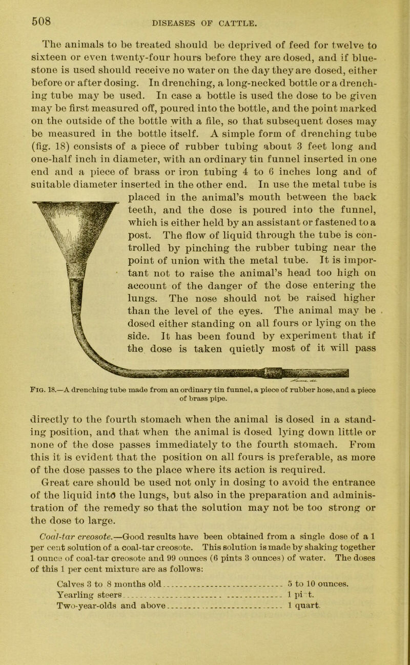 The animals to be treated should be deprived of feed for twelve to sixteen or even twenty-four hours before they are dosed, and if blue- stone is used should receive no water on the day they are dosed, either before or after dosing. In drenching, a long-necked bottle or a drench- ing tube may be used. In case a bottle is used the dose to be given may be first measured off, poured into the bottle, and the point marked on the outside of the bottle with a file, so that subsequent doses may be measured in the bottle itself. A simple form of drenching tube (fig. 18) consists of a piece of rubber tubing about 3 feet long and one-half inch in diameter, with an ordinary tin funnel inserted in one end and a piece of brass or iron tubing 4 to 6 inches long and of suitable diameter inserted in the other end. In use the metal tube is placed in the animal’s mouth between the back teeth, and the dose is poured into the funnel, which is either held by an assistant or fastened to a post. The flow of liquid through the tube is con- trolled by pinching the rubber tubing near the point of union with the metal tube. It is impor- tant not to raise the animal’s head too high on account of the danger of the dose entering the lungs. The nose should not be raised higher than the level of the eyes. The animal may be dosed either standing on all fours or lying on the side. It has been found by experiment that if the dose is taken quietly most of it will pass Fig. 18.—A drenching tube made from an ordinary tin funnel, a piece of rubber hose, and a piece of brass pipe. directly to the fourth stomach when the animal is dosed in a stand- ing position, and that when the animal is dosed lying down little or none of the dose passes immediately to the fourth stomach. From this it is evident that the position on all fours is preferable, as more of the dose passes to the place where its action is required. Great care should be used not only in dosing to avoid the entrance of the liquid into the lungs, but also in the preparation and adminis- tration of the remedy so that the solution may not be too strong or the dose to large. Coal-tar creosote.—’Good results have been obtained from a single dose of a 1 per cent solution of a coal-tar creosote. This solution is made by shaking together 1 ounce of coal-tar creosote and 99 ounces (6 pints 3 ounces) of water. The doses of this 1 per cent mixture are as follows: Calves 3 to 8 months old 5 to 10 ounces. Yearling steers 1 pi t. Two-year-olds and above 1 quart.