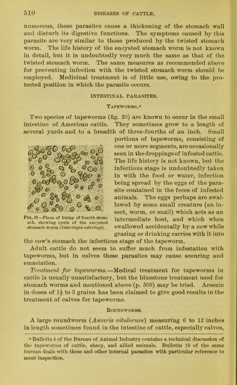 numerous, these parasites cause a thickening of the stomach wall and disturb its digestive functions. The symptoms caused by this parasite are very similar to those produced by the twisted stomach worm. The life history of the encysted stomach worm is not known in detail, but it is undoubtedly very much the same as that of the twisted stomach worm. The same measures as recommended above for preventing infection with the twisted stomach worm should be employed. Medicinal treatment is of little use, owing to the pro- tected position in which the parasite occurs. INTESTINAL PARASITES. Tapeworms. « Two species of tapeworms (fig. 20) are known to occur in the small intestine of American cattle. They sometimes grow to a length of several yards and to a breadth of three-fourths of an inch. Small portions of tapeworms, consisting of one or more segments, are occasionally seen in the droppings of infested cattle. The life history is not known, but the infectious stage is undoubtedly taken in with the food or water, infection being spread by the eggs of the para- site contained in the feces of infested animals. The eggs perhaps are swal- lowed by some small creature (an in- sect, worm, or snail) which acts as an intermediate host, and which when swallowed accidentally by a cow while grazing or drinking carries with it into the cow’s stomach the infectious stage of the tapeworm. Adult cattle do not seem to suffer much from infestation with tapeworms, but in calves these parasites may cause scouring and emaciation. Treatment for tapeworms.—Medical treatment for tapeworms in cattle is usually unsatisfactory, but the bluestone treatment used for stomach worms and mentioned above (p. 509) may be tried. Arsenic in doses of 1-J- to 3 grains has been claimed to give good results in the treatment of calves for tapeworms. Roundworms. A large roundworm (Ascaris vitulorum) measuring 6 to 12 inches in length sometimes found in the intestine of cattle, especially calves, a Bulletin 4 of the Bureau of Animal Industry contains a technical discussion of the tapeworms of cattle, sheep, and allied animals. Bulletin 19 of the same bureau deals with these and other internal parasites with particular reference to meat inspection. Fig. 19.—Piece of lining of fourth stom- ach, showing cysts of the encysted stomach worm (Ostertagia ostertagi).