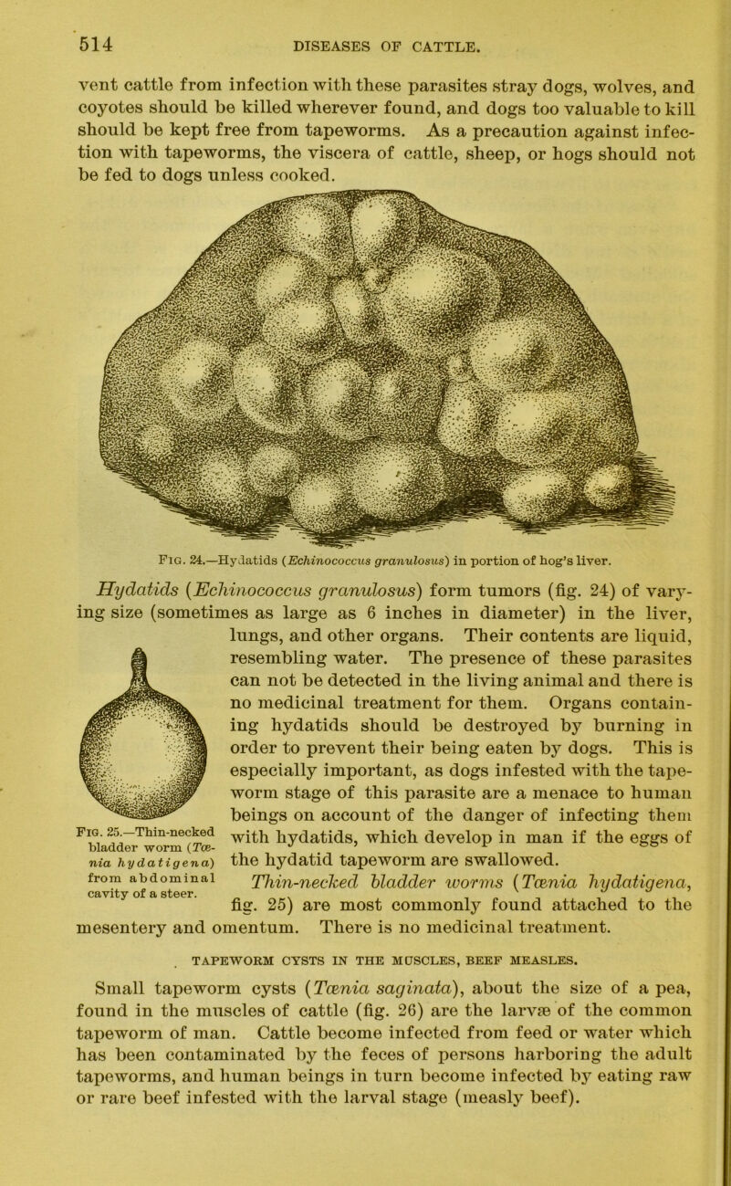 vent cattle from infection with these parasites stray dogs, wolves, and coyotes should be killed wherever found, and dogs too valuable to kill should be kept free from tapeworms. As a precaution against infec- tion with tapeworms, the viscera of cattle, sheep, or hogs should not be fed to dogs unless cooked. Fig. 24.—Hydatids (Echinococcus granulosus) in portion of hog’s liver. Hydatids (Echinococcus granulosus) form tumors (fig. 24) of vary- ing size (sometimes as large as 6 inches in diameter) in the liver, lungs, and other organs. Their contents are liquid, resembling water. The presence of these parasites can not be detected in the living animal and there is no medicinal treatment for them. Organs contain- ing hydatids should be destroyed by burning in order to prevent their being eaten bj^ dogs. This is especially important, as dogs infested with the tape- worm stage of this parasite are a menace to human beings on account of the danger of infecting them with hydatids, which develop in man if the eggs of the hydatid tapeworm are swallowed. Thin-necked hladder ivorms (Taenia hydatigena, fig. 25) are most commonly found attached to the mesentery and omentum. There is no medicinal treatment. TAPEWORM CYSTS IN THE MUSCLES, BEEF MEASLES. Small tapeworm cysts (Tcznia saginata), about the size of a pea, found in the muscles of cattle (fig. 26) are the larvse of the common tapeworm of man. Cattle become infected from feed or water which has been contaminated by the feces of persons harboring the adult tapeworms, and human beings in turn become infected by eating raw or rare beef infested with the larval stage (measly beef). Fig. 25.—Thin-necked bladder worm (Tee,- nia hydatigena) from abdominal cavity of a steer.