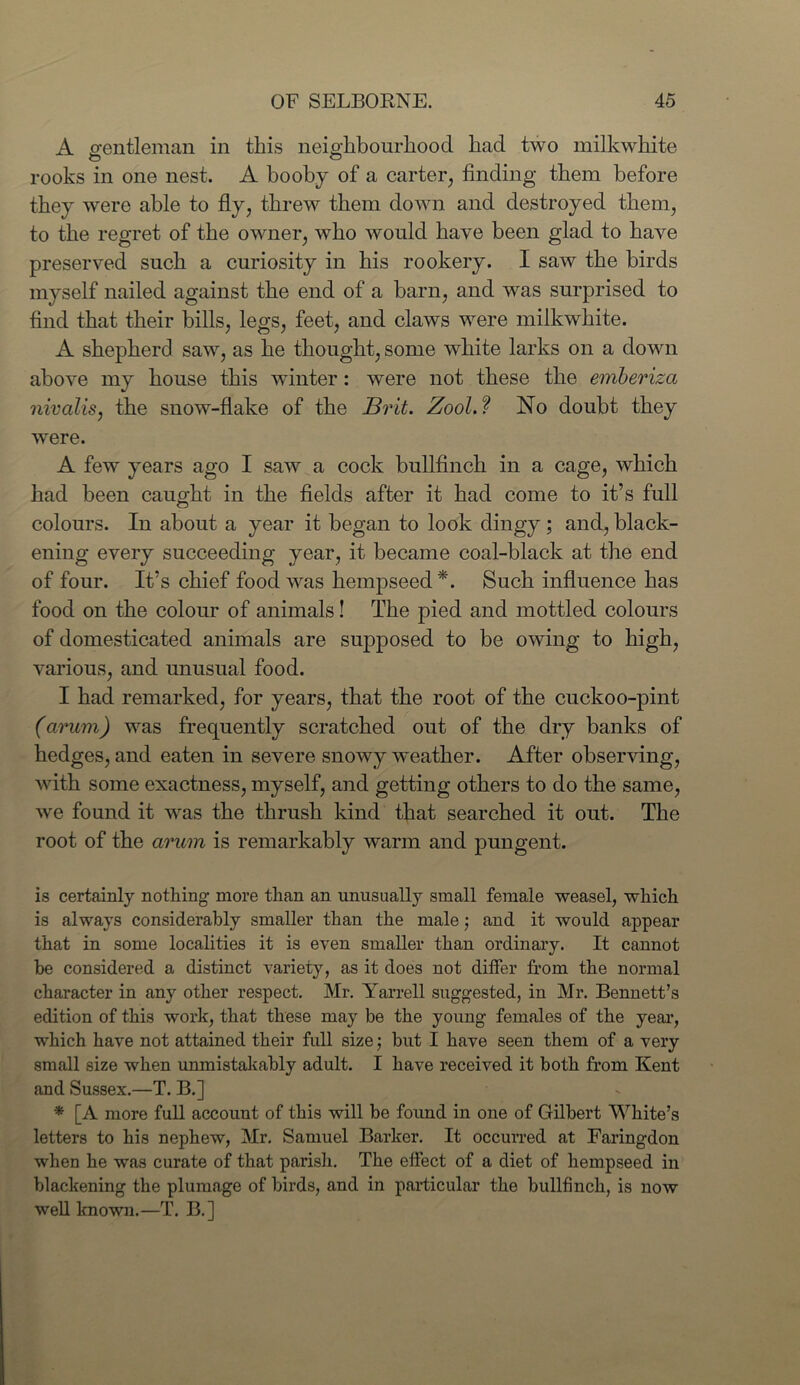 A gentleman in this neighbourhood had two milkwhite rooks in one nest. A booby of a carter, finding them before they were able to fly, threw them down and destroyed them, to the regret of the owner, who would have been glad to have preserved such a curiosity in his rookery. I saw the birds myself nailed against the end of a barn, and was surprised to find that their bills, legs, feet, and claws were milkwhite. A shepherd saw, as he thought, some white larks on a down above my house this winter: were not these the emberiza nivalis, the snow-flake of the Brit. Zool.f No doubt they were. A few years ago I saw a cock bullfinch in a cage, which had been caught in the fields after it had come to it’s full colours. In about a year it began to look dingy; and, black- ening every succeeding year, it became coal-black at the end of four. It’s chief food was hempseed *. Such influence has food on the colour of animals! The pied and mottled colours of domesticated animals are supposed to be owing to high, various, and unusual food. I had remarked, for years, that the root of the cuckoo-pint (arum) was frequently scratched out of the dry banks of hedges, and eaten in severe snowy weather. After observing, with some exactness, myself, and getting others to do the same, we found it was the thrush kind that searched it out. The root of the arum is remarkably warm and pungent. is certainly nothing more than an unusually small female weasel, which is always considerably smaller than the male; and it would appear that in some localities it is even smaller than ordinary. It cannot he considered a distinct variety, as it does not differ from the normal character in any other respect. Mr. Yarrell suggested, in Mr. Bennett’s edition of this work, that these may be the young females of the year, which have not attained their full size; but I have seen them of a very small size when unmistakably adult. I have received it both from Kent and Sussex.—T. B.] * [A more full account of this will be found in one of Gilbert White’s letters to his nephew, Mr. Samuel Barker. It occurred at Faringdon when he was curate of that parish. The effect of a diet of hempseed in blackening the plumage of birds, and in particular the bullfinch, is now well known.—T. B.]