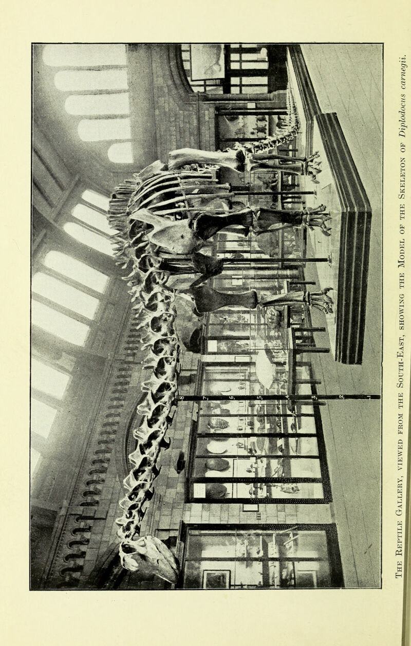 ^h^Reptile^Gaxleby, viewed prom the South-East, showing the Model op the Skeleton op Diplodocus carnegii.