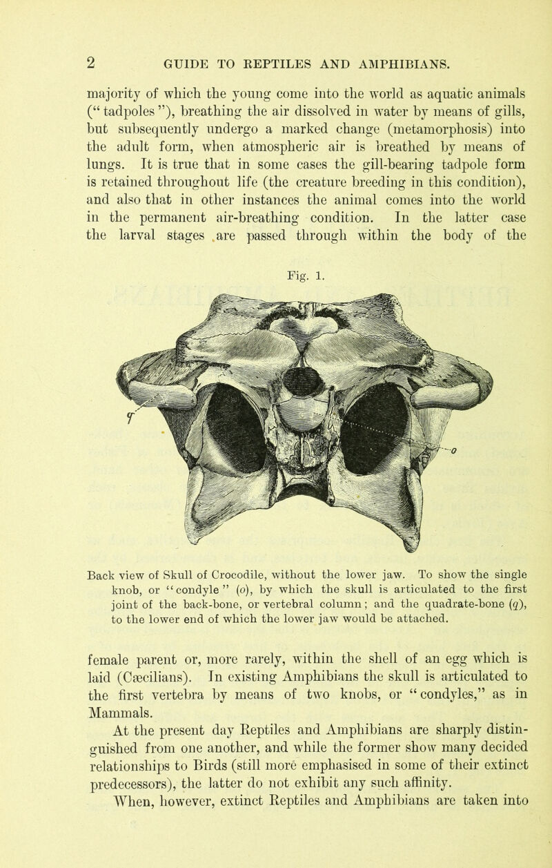 Back view of Skull of Crocodile, without the lower jaw. To show the single knob, or “condyle” (o), by which the skull is articulated to the first joint of the back-bone, or vertebral column; and the quadrate-bone (g), to the lower end of which the lower jaw would be attached. majority of which the young come into the world as aquatic animals (“ tadpoles ”), breathing the air dissolved in water by means of gills, but subsequently undergo a marked change (metamorphosis) into the adult form, when atmospheric air is breathed by means of lungs. It is true that in some cases the gill-bearing tadpole form is retained throughout life (the creature breeding in this condition), and also that in other instances the animal comes into the world in the permanent air-breathing condition. In the latter case the larval stages , are passed through within the body of the Fig. l. female parent or, more rarely, within the shell of an egg which is laid (Cmedians). In existing Amphibians the skull is articulated to the first vertebra by means of two knobs, or “ condyles,” as in Mammals. At the present day Reptiles and Amphibians are sharply distin- guished from one another, and while the former show many decided relationships to Birds (still more emphasised in some of their extinct predecessors), the latter do not exhibit any such affinity. When, however, extinct Reptiles and Amphibians are taken into