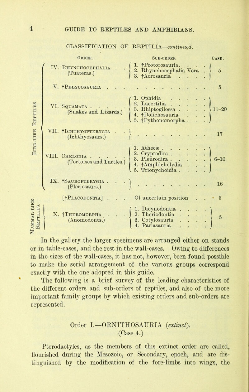 ^ M g Ph g B .◄ P5 CLASSIFICATION OF BEPTILIA—continued. Order. Sub-order ■ f IV. Bhynchocephalia . . 1 (Tuateras.) f 1. fProtorosauria. . . . ) 2. Bhynchocephalia Vera . > I 3. iAcrosauria . j V. fPELYCOSAURIA . r 1. Ophidia \ VI. Squamata (Snakes and Lizards.) 1 2. Lacertilia . . . . . 1 3. Bhiptogilossa . V 4. fDolichosauria . . . 1 l 5. fPython.omorpha . J VII. fICHTHYOPTERYGIA . . 1 1 (Ichthyosaurs.) J r ’ 1. Athecae \ VIII. Chelonia (Tortoises and Turtles.) 1 2. Cryptodira 1 3. Pleurodira | 4. fAmphichelydia . | l 5. Trionychoidia . ... J IX. +SAUROPTERYGIA . ^ (Pleriosaurs.) l [fPliACODONTIA] . Of uncertain position 1 ( 1. Dicynodontia . . . . ) ( X. fTHEROMORPHA . ' ) 2. Theriodontia . 1 | (Anomodonts.) 3. Cotylosauria . j ( 4. Pariasauria . J Case. 5 11-20 17 6-10 16 « 5 In the gallery the larger specimens are arranged either on stands or in table-cases, and the rest in the wall-cases. Owing to differences in the sizes of the wall-cases, it has not, however, been found possible to make the serial arrangement of the various groups correspond exactly with the one adopted in this guide. The following is a brief survey of the leading characteristics of the different orders and sub-orders of reptiles, and also of the more important family groups by which existing orders and sub-orders are represented. Order I.—ORNITHOSAURIA {extinct). (Case 4.) Pterodactyles, as the members of this extinct order are called, flourished during the Mesozoic, or Secondary, epoch, and are dis- tinguished by the modification of the fore-limbs into wings, the