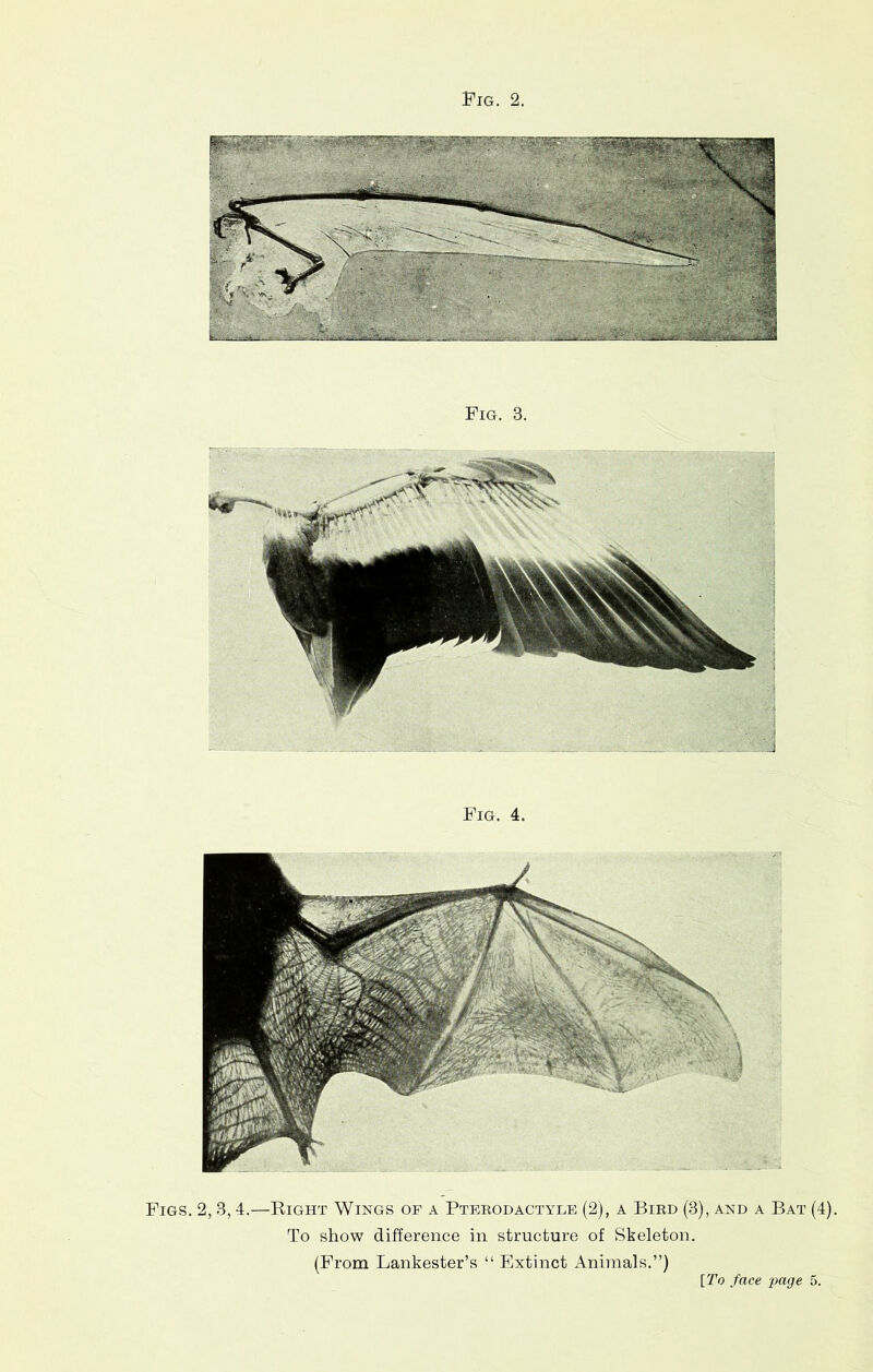 Fig. 4. Figs. 2,3,4.—Right Wings of a Pterodactyle (2), a Bird (3), and a Bat (4). To show difference in structure of Skeleton. (From Lankester’s “ Fjxtinct Animals.”) [To face page 5.