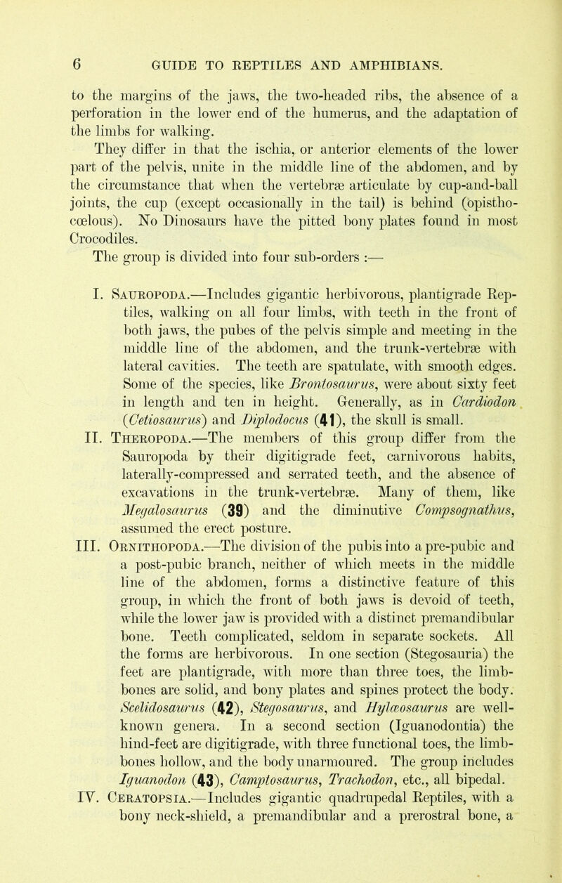 to the margins of the jaws, the two-headed ribs, the absence of a perforation in the lower end of the humerus, and the adaptation of the limbs for walking. They differ in that the ischia, or anterior elements of the lower part of the pelvis, unite in the middle line of the abdomen, and by the circumstance that when the vertebrae articulate by cup-and-ball joints, the cup (except occasionally in the tail) is behind (opistho- ccelous). No Dinosaurs have the pitted bony plates found in most Crocodiles. The group is divided into four sub-orders :— I. Sauropoda.—Includes gigantic herbivorous, plantigrade Rep- tiles, walking on all four limbs, with teeth in the front of both jaws, the pubes of the pelvis simple and meeting in the middle line of the abdomen, and the trunk-vertebrae with lateral cavities. The teeth are spatulate, with smooth edges. Some of the species, like Brontosaurus, were about sixty feet in length and ten in height. Generally, as in Cardiodon {Cetiosaurus) and Diplodocus (41), the skull is small. II. Theropoda.—The members of this group differ from the Sauropoda by their digitigrade feet, carnivorous habits, laterally-compressed and serrated teeth, and the absence of excavations in the trunk-vertebrae. Many of them, like Megalosaurus (39) and the diminutive Gompsognathus, assumed the erect posture. III. Ornithopoda.—The division of the pubis into apre-pubic and a post-pubic branch, neither of which meets in the middle line of the abdomen, forms a distinctive feature of this group, in which the front of both jaws is devoid of teeth, while the lower jaw is provided with a distinct premandibular bone. Teeth complicated, seldom in separate sockets. All the forms are herbivorous. In one section (Stegosauria) the feet are plantigrade, with more than three toes, the limb- bones are solid, and bony plates and spines protect the body. Scelidosaurus (42), Stegosaurus, and Hylceosaurus are well- known genera. In a second section (Iguanodontia) the hind-feet are digitigrade, with three functional toes, the limb- bones hollow, and the body unarmoured. The group includes Iguanodon (43), Gamptosaurus, Trachodon, etc., all bipedal. IV. Ceratopsia.—Includes gigantic quadrupedal Reptiles, with a bony neck-shield, a premandibular and a prerostral bone, a
