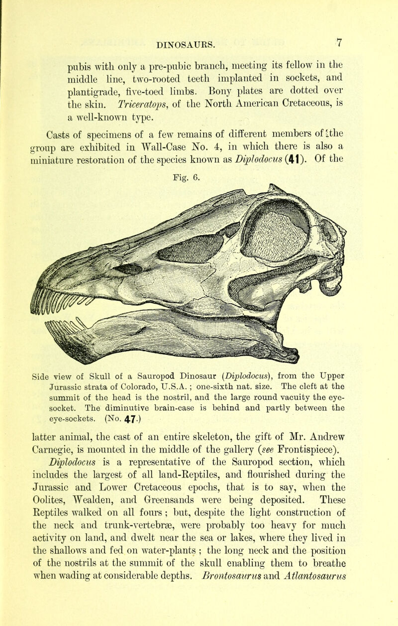 pubis with only a pre-pubic branch, meeting its fellow in the middle line, two-rooted teeth implanted in sockets, and plantigrade, five-toed limbs. Bony plates are dotted over the skin. Triceratops, of the North American Cretaceous, is a well-known type. Casts of specimens of a few remains of different members of Lthe group are exhibited in Wall-Case No. 4, in which there is also a miniature restoration of the species known as Diplodocus (41). Of the Side view of Skull of a Sauropod Dinosaur (Diplodocus), from the Upper Jurassic strata of Colorado, U.S.A. ; one-sixth nat. size. The cleft at the summit of the head is the nostril, and the large round vacuity the eye- socket. The diminutive brain-case is behind and partly between the eye-sockets. (No. 47-) latter animal, the cast of an entire skeleton, the gift of Mr. Andrew Carnegie, is mounted in the middle of the gallery (see Frontispiece). Diplodocus is a representative of the Sauropod section, which includes the largest of all land-Reptiles, and flourished during the Jurassic and Lower Cretaceous epochs, that is to say, when the Oolites, Wealden, and Greensands were being deposited. These Reptiles walked on all fours ; but, despite the light construction of the neck and trunk-vertebrae, were probably too heavy for much activity on land, and dwelt near the sea or lakes, where they lived in the shallows and fed on water-plants ; the long neck and the position of the nostrils at the summit of the skull enabling them to breathe when wading at considerable depths. Brontosaurus and Atlantosaurus