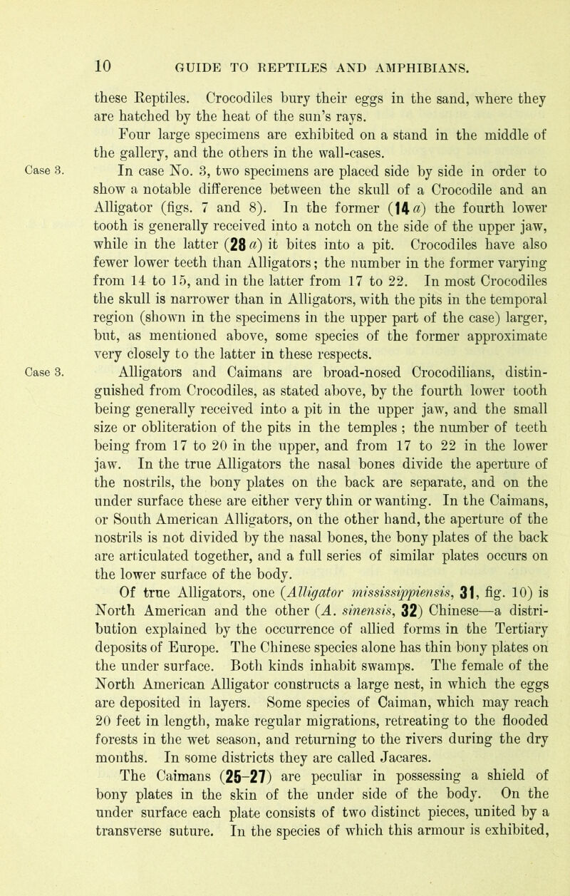 Case 8. Case 3. these Keptiles. Crocodiles bury their eggs in the sand, where they are hatched by the heat of the sun’s rays. Four large specimens are exhibited on a stand in the middle of the gallery, and the others in the wall-cases. In case No. 3, two specimens are placed side by side in order to show a notable difference between the skull of a Crocodile and an Alligator (figs. 7 and 8). In the former (14 a) the fourth lower tooth is generally received into a notch on the side of the upper jaw, while in the latter (28 «) it bites into a pit. Crocodiles have also fewer lower teeth than Alligators; the number in the former varying from 14 to 15, and in the latter from 17 to 22. In most Crocodiles the skull is narrower than in Alligators, with the pits in the temporal region (shown in the specimens in the upper part of the case) larger, but, as mentioned above, some species of the former approximate very closely to the latter in these respects. Alligators and Caimans are broad-nosed Crocodilians, distin- guished from Crocodiles, as stated above, by the fourth lower tooth being generally received into a pit in the upper jaw, and the small size or obliteration of the pits in the temples ; the number of teeth being from 17 to 20 in the upper, and from 17 to 22 in the lower jaw. In the true Alligators the nasal bones divide the aperture of the nostrils, the bony plates on the back are separate, and on the under surface these are either very thin or wanting. In the Caimans, or South American Alligators, on the other hand, the aperture of the nostrils is not divided by the nasal bones, the bony plates of the back are articulated together, and a full series of similar plates occurs on the lower surface of the body. Of true Alligators, one (.Alligator mississippiensis, 31, fig- 10) is North American and the other (A. sinensis, 32) Chinese—a distri- bution explained by the occurrence of allied forms in the Tertiary deposits of Europe. The Chinese species alone has thin bony plates on the under surface. Both kinds inhabit swamps. The female of the North American Alligator constructs a large nest, in which the eggs are deposited in layers. Some species of Caiman, which may reach 20 feet in length, make regular migrations, retreating to the flooded forests in the wet season, and returning to the rivers during the dry months. In some districts they are called Jacares. The Caimans (25-27) are peculiar in possessing a shield of bony plates in the skin of the under side of the body. On the under surface each plate consists of two distinct pieces, united by a transverse suture. In the species of which this armour is exhibited,