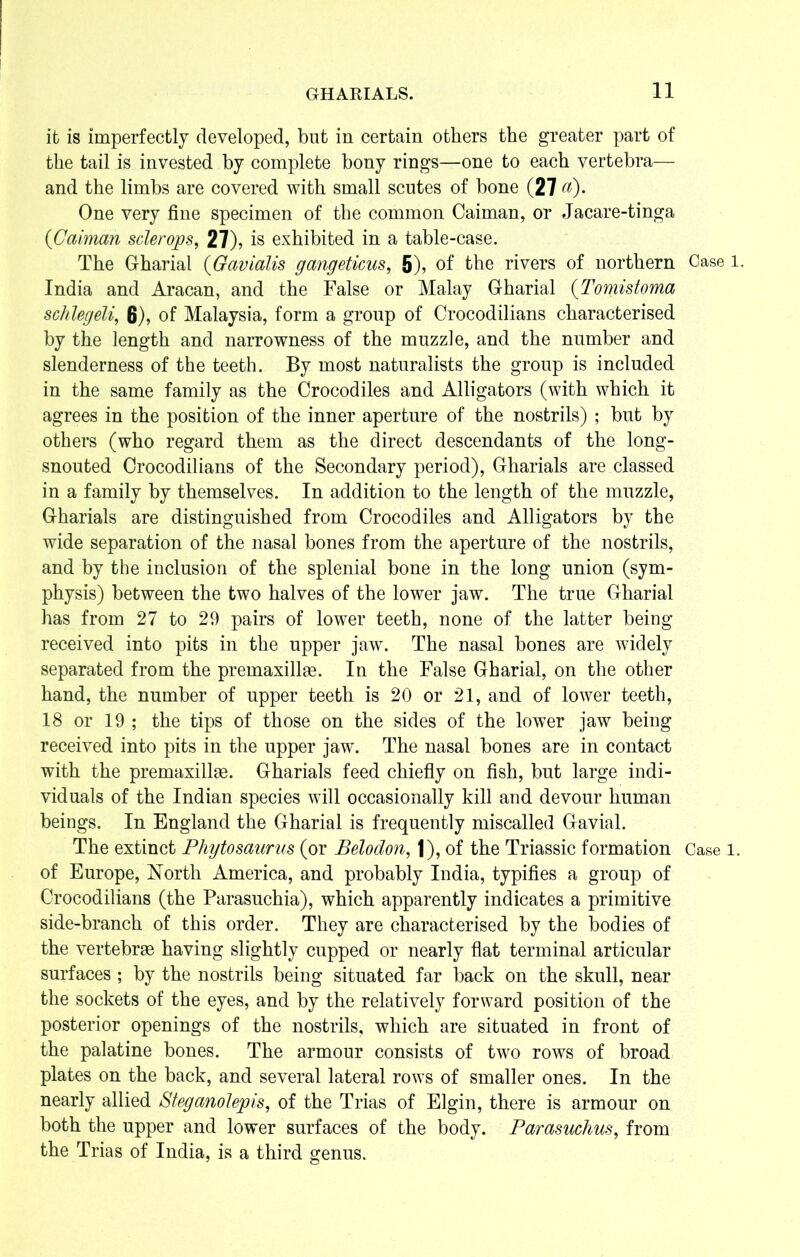 it is imperfectly developed, but in certain others the greater part of the tail is invested by complete bony rings—one to each vertebra— and the limbs are covered with small scutes of bone (27 a). One very fine specimen of the common Caiman, or Jacare-tinga (Caiman sclerous, 27), is exhibited in a table-case. The Gharial (Gavialis gangeticus, 5), of the rivers of northern Case l. India and Aracan, and the False or Malay Gharial (Tomistoma schlegeli, 6), of Malaysia, form a group of Crocodilians characterised by the length and narrowness of the muzzle, and the number and slenderness of the teeth. By most naturalists the group is included in the same family as the Crocodiles and Alligators (with which it agrees in the position of the inner aperture of the nostrils) ; but by others (who regard them as the direct descendants of the long- snouted Crocodilians of the Secondary period), Gharials are classed in a family by themselves. In addition to the length of the muzzle, Gharials are distinguished from Crocodiles and Alligators by the wide separation of the nasal bones from the aperture of the nostrils, and by the inclusion of the splenial bone in the long union (sym- physis) between the two halves of the lower jaw. The true Gharial has from 27 to 29 pairs of lower teeth, none of the latter being received into pits in the upper jaw. The nasal bones are widely separated from the premaxillge. In the False Gharial, on the other hand, the number of upper teeth is 20 or 21, and of lower teeth, 18 or 19 ; the tips of those on the sides of the lower jaw being received into pits in the upper jaw. The nasal bones are in contact with the premaxillse. Gharials feed chiefly on fish, but large indi- viduals of the Indian species will occasionally kill and devour human beings. In England the Gharial is frequently miscalled Gavial. The extinct Phytosaurus (or Belodon, 1), of the Triassic formation Case l. of Europe, North America, and probably India, typifies a group of Crocodilians (the Parasuchia), which apparently indicates a primitive side-branch of this order. They are characterised by the bodies of the vertebrae having slightly cupped or nearly flat terminal articular surfaces ; by the nostrils being situated far back on the skull, near the sockets of the eyes, and by the relatively forward position of the posterior openings of the nostrils, which are situated in front of the palatine bones. The armour consists of two rows of broad plates on the back, and several lateral rows of smaller ones. In the nearly allied Steganolepis, of the Trias of Elgin, there is armour on both the upper and lower surfaces of the body. Parasuchus, from the Trias of India, is a third genus.