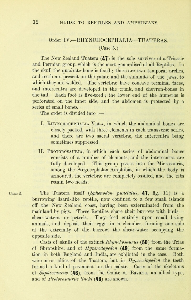 Case 5. Order IY.—RHYNCHOCEPHALIA—TUATERAS. (Case 5.) The New Zealand Tuatera (47) is the sole surviver of a Triassic and Permian group, which is the most generalised of all Reptiles. In the skull the quadrate-bone is fixed ; there are two temporal arches, and teeth are present on the palate and the summits of the jaws, to which they are welded. The vertebrae have concave terminal faces, and intercentra are developed in the trunk, and chevron-bones in the tail. Each foot is five-toed; the lower end of the humerus is perforated on the inner side, and the abdomen is protected by a series of small bones. The order is divided into :— I. Rhynchocephalia Vera, in which the abdominal bones are closely packed, with three elements in each transverse series, and there are two sacral vertebrae, the intercentra being sometimes suppressed. II. Protorosauria, in which each series of abdominal bones consists of a number of elements, and the intercentra are fully developed. This group passes into the Microsauria, among the Stegocephalan Amphibia, in which the body is armoured, the vertebrae are completely ossified, and the ribs retain two heads. The Tuatera itself (Sphenodon punctatus, 47, fig- 11) is a burrowing lizard-like reptile, now confined to a few small islands off the New Zealand coast, having been exterminated from the mainland by pigs. These Reptiles share their burrows with birds— shear-waters, or petrels. They feed entirely upon small living animals, and deposit their eggs in a chamber, forming one side of the extremity of the burrow, the shear-water occupying the opposite side. Casts of skulls of the extinct Rhynchosaurus (50) from the Trias of Shropshire, and of Hyperodapedon (49) from the same forma- tion in both England and India, are exhibited in the case. Both were near allies of the Tuatera, but in Hyperodapedon the teeth formed a kind of pavement on the palate. Casts of the skeletons of Sapheosaurus (46), from the Oolite of Bavaria, an allied type, and of Protorosaurus lincJci (48) are shown.