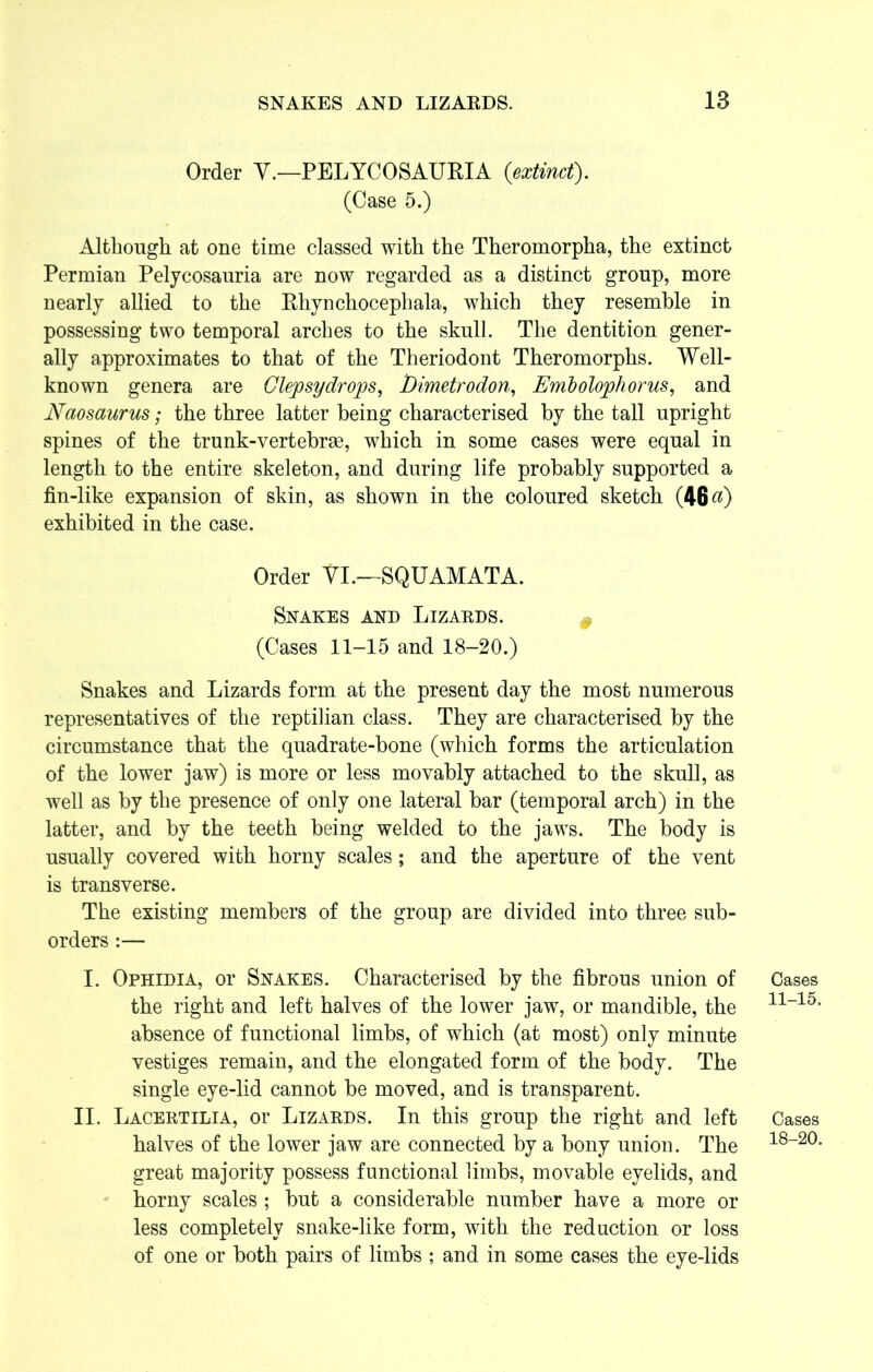Order V.—PELYCOSAURIA (extinct). (Case 5.) Although at one time classed with the Theromorpha, the extinct Permian Pelycosauria are now regarded as a distinct group, more nearly allied to the Rhynchocephala, which they resemble in possessing two temporal arches to the skull. The dentition gener- ally approximates to that of the Theriodont Theromorphs. Well- known genera are Glepsydrops, Dimetro don, Embolophorus, and Naosaurus; the three latter being characterised by the tall upright spines of the trunk-vertebrae, which in some cases were equal in length to the entire skeleton, and during life probably supported a fin-like expansion of skin, as shown in the coloured sketch (46^) exhibited in the case. Order YL—SQUAMATA. Snakes and Lizards. (Cases 11-15 and 18-20.) Snakes and Lizards form at the present day the most numerous representatives of the reptilian class. They are characterised by the circumstance that the quadrate-bone (which forms the articulation of the lower jaw) is more or less movably attached to the skull, as well as by the presence of only one lateral bar (temporal arch) in the latter, and by the teeth being welded to the jaws. The body is usually covered with horny scales; and the aperture of the vent is transverse. The existing members of the group are divided into three sub- orders :— I. Ophidia, or Snakes. Characterised by the fibrous union of the right and left halves of the lower jaw, or mandible, the absence of functional limbs, of which (at most) only minute vestiges remain, and the elongated form of the body. The single eye-lid cannot be moved, and is transparent. II. Lacertilia, or Lizards. In this group the right and left halves of the lower jaw are connected by a bony union. The great majority possess functional limbs, movable eyelids, and horny scales ; but a considerable number have a more or less completely snake-like form, with the reduction or loss of one or both pairs of limbs ; and in some cases the eye-lids Gases 11-15. Cases 18-20.