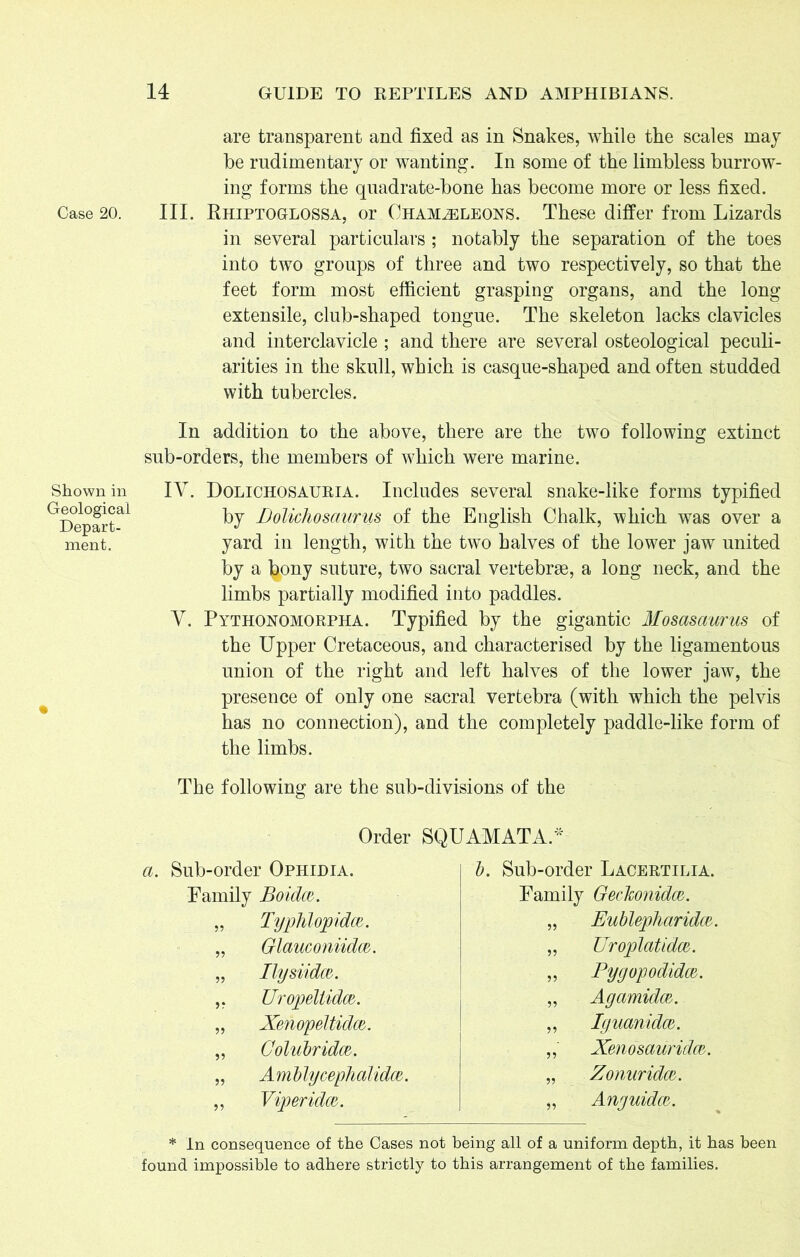 are transparent and fixed as in Snakes, while the scales may be rudimentary or wanting. In some of the limbless burrow- ing forms the quadrate-bone has become more or less fixed. Case 20. III. Rhiptoglossa, or CHAMELEONS. These differ from Lizards in several particulars ; notably the separation of the toes into two groups of three and two respectively, so that the feet form most efficient grasping organs, and the long extensile, club-shaped tongue. The skeleton lacks clavicles and interclavicle ; and there are several osteological peculi- arities in the skull, which is casque-shaped and often studded with tubercles. In addition to the above, there are the two following extinct sub-orders, the members of which were marine. Shown in IV. Dolichosauria. Includes several snake-like forms typified ^Departal by Lolichosaurus of the English Chalk, which was over a ment. yard in length, with the two halves of the lower jaw united by a l^ony suture, two sacral vertebrae, a long neck, and the limbs partially modified into paddles. V. Pythonomorpha. Typified by the gigantic Mosasaurus of the Upper Cretaceous, and characterised by the ligamentous union of the right and left halves of the lower jaw, the presence of only one sacral vertebra (with which the pelvis has no connection), and the completely paddle-like form of the limbs. The following are the sub-divisions of the Order SQUAMATA.* a. Sub-order Ophidia. b. Sub-order Lacertilia. Family Bolden. Family Gechonidaz. „ Typtilopidm. „ Eublepharidm. „ Glauconiidm. „ Uroplcitidaz. „ IlysiidcB. „ Pygopodidaz. ,, Uropeltidaz. „ Agamidm. „ Xenopeltidx. „ Iguanidco. „ Colubridm. „ Xenosauridcn. „ Amblycephalidaz. „ Zonuridoz. ,, Viperidw. „ Anguidaz. * In consequence of the Cases not being all of a uniform depth, it has been found impossible to adhere strictly to this arrangement of the families.