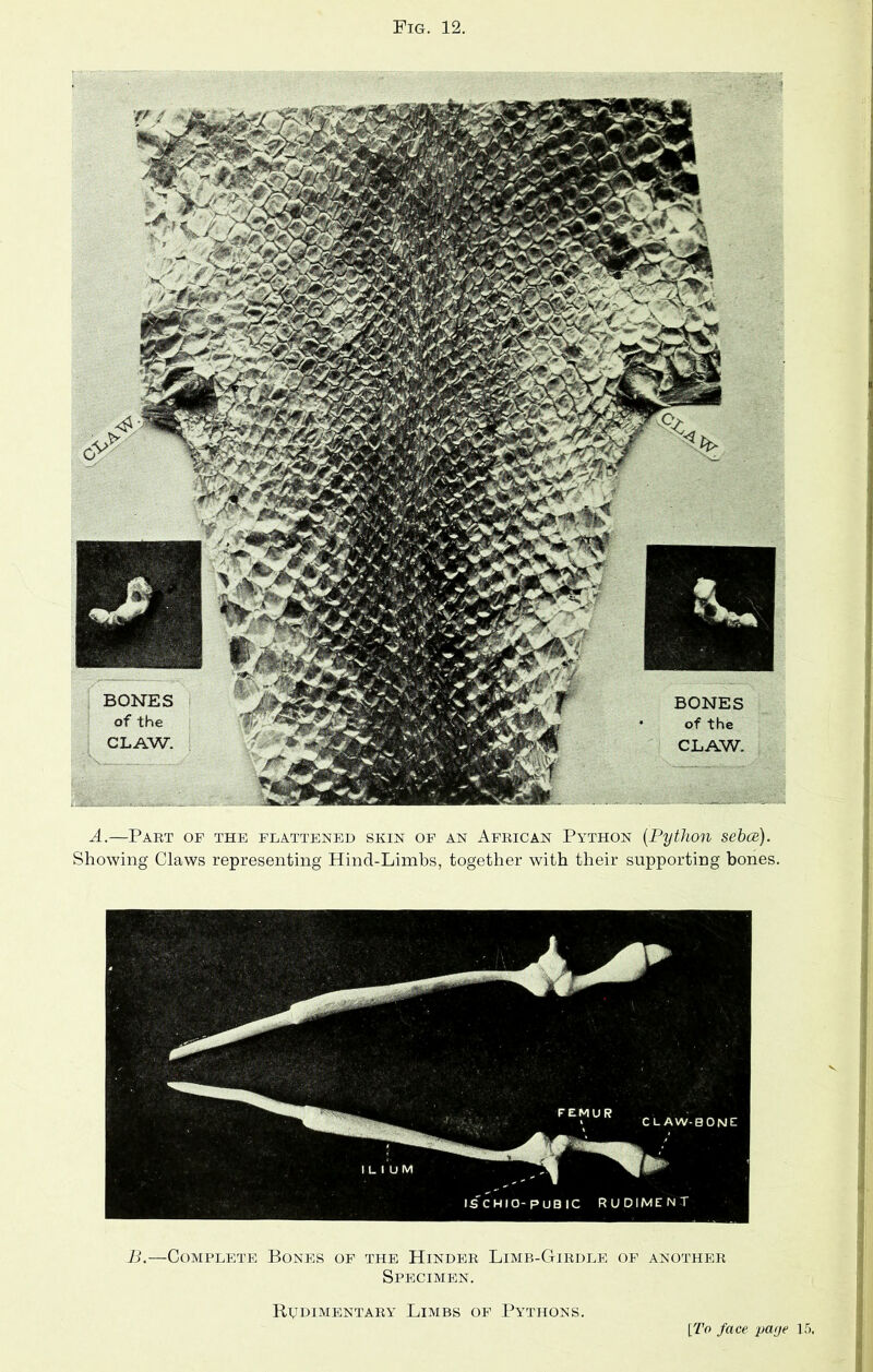 A.—Part op the flattened skin op an African Python (.Python sebce). Showing Claws representing Hind-Limbs, together with their supporting bones. B.—Complete Bones op the Hinder Limb-Girdle op another Specimen. Rudimentary Limbs of Pythons. [To face page 15.