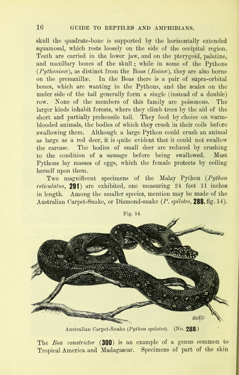 skull the quadrate-bone is supported by the horizontally extended squamosal, which rests loosely on the side of the occipital region. Teeth are carried in the lower jaw, and on the pterygoid, palatine, and maxillary bones of the skull; while in some of the Pythons (.Pythonincc), as distinct from the Boas (.Boinoc), they are also borne on the premaxillse. In the Boas there is a pair of supra-orbital bones, which are wanting in the Pythons, and the scales on the under side of the tail generally form a single (instead of a double) row. None of the members of this family are poisonous. The larger kinds inhabit forests, where they climb trees by the aid of the short and partially prehensile tail. They feed by choice on warm- blooded animals, the bodies of which they crush in their coils before swallowing them. Although a large Python could crush an animal as large as a red deer, it is quite evident that it could not swallow the carcase. The bodies of small deer are reduced by crushing to the condition of a sausage before being swallowed. Most Pythons lay masses of eggs, which the female protects by coiling herself upon them. Two magnificent specimens of the Malay Python (Python reticulatus, 291) are exhibited, one measuring 24 feet 11 inches in length. Among the smaller species, mention may be made of the Australian Carpet-Snake, or Diamond-snake (P. spilotes, 288, fig. 14). Fig. 14. Australian Carpet-Snake (.Python spilotes). (No. 288-) The Boa constrictor (300) is an example of a genus common to Tropical America and Madagascar. Specimens of part of the skin