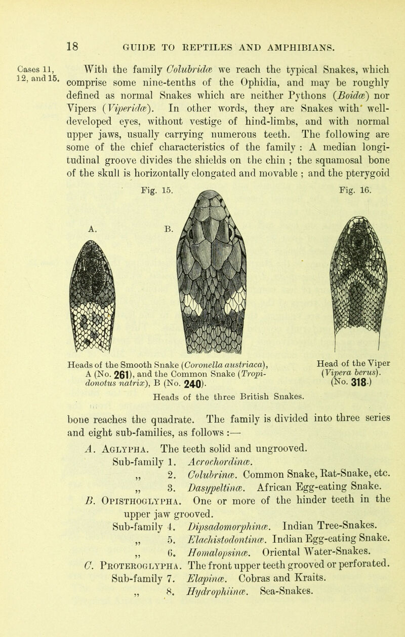 Cases 11, 12, and 15. With the family Colubridce, we reach the typical Snakes, which comprise some nine-tenths of the Ophidia, and may be roughly defined as normal Snakes which are neither Pythons (Boidw) nor Vipers (Viperidw). In other words, they are Snakes with* well- developed eyes, without vestige of hind-limbs, and with normal upper jaws, usually carrying numerous teeth. The following are some of the chief characteristics of the family : A median longi- tudinal groove divides the shields on the chin ; the squamosal bone of the skull is horizontally elongated and movable ; and the pterygoid Heads of the Smooth Snake (Coronella austriaca), A (No. 261b and the Common Snake (Tropi- donotus natrix), B (No. 240b Heads of the three British Snakes. Head of the Viper (Vipera berus). (No. 318-) bone reaches the quadrate. The family is divided into three series and eight sub-families, as follows :— A. Aglypha. The teeth solid and ungrooved. Sub-family 1. Acrochordinaz. „ 2. Colubrinaz. Common Snake, Rat-Snake, etc. „ 3. Dasypeltinaz. African Egg-eating Snake. B. Opisthoglypha. One or more of the hinder teeth in the upper jaw grooved. Sub-family 4. Dipsadomorphinoz. Indian Tree-Snakes. „ 5. Elachistodontinoz. Indian Egg-eating Snake. ,, 6. Eomalopsincz. Oriental Water-Snakes. G. Proteroglypha . The front upper teeth grooved or perforated. Sub-family 7. Elapinw. Cobras and Kraits. „ 8. Hydrophiinaz. Sea-Snakes.
