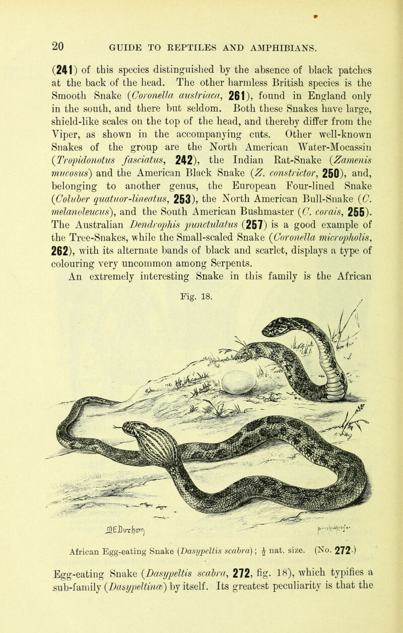 (241) of this species distinguished by the absence of black patches at the back of the head. The other harmless British species is the Smooth Snake (Goronella austriaca, 261), found in England only in the south, and there but seldom. Both these Snakes have large, shield-like scales on the top of the head, and thereby differ from the Yiper, as shown in the accompanying cuts. Other well-known Snakes of the group are the North American Water-Mocassin (Tropidonotus fasciatus, 242), the Indian Rat-Snake (Zamenis mucosus) and the American Black Snake (Z. constrictor, 250), and, belonging to another genus, the European Four-lined Snake (Coluber quatuor-Uneatus, 253), the North American Bull-Snake {G. melanoleucus'), and the South American Bushmaster (G. corais, 255)- The Australian Dendrophis punctulatus (257) is a good example of the Tree-Snakes, while the Small-scaled Snake (Coronella micropholis, 262), with its alternate bands of black and scarlet, displays a type of colouring very uncommon among Serpents. An extremely interesting Snake in this family is the African African Egg-eating Snake (Dasypeltis scabra); J nat. size. (No. 272-) Egg-eating Snake (Dasypeltis scabra, 272, fig. 18), which typifies a sub-family (.Dasypeltincc) by itself. Its greatest peculiarity is that the