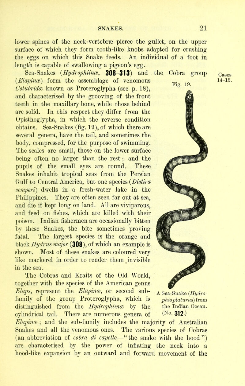 the in Cobra group Fig. 19. lower spines of the neck-vertebrse pierce the gullet, on the upper surface of which they form tooth-like knobs adapted for crushing the eggs on which this Snake feeds. An individual of a foot length is capable of swallowing a pigeon’s egg. Sea-Snakes (.Hydrophiince, 308-313) and (Elapinw) form the assemblage of venomous Golubridcc known as Proteroglypha (see p. 18), and characterised by the grooving of the front teeth in the maxillary bone, while those behind are solid. In this respect they differ from the Opisthoglypha, in which the reverse condition obtains. Sea-Snakes (fig. 19), of which there are several genera, have the tail, and sometimes the body, compressed, for the purpose of swimming. The scales are small, those on the lower surface being often no larger than the rest; and the pupils of the small eyes are round. These Snakes inhabit tropical seas from the Persian Gulf to Central America, but one species (Distira semperi) dwells in a fresh-water lake in the Philippines. They are often seen far out at sea, and die if kept long on land. All are viviparous, and feed on fishes, which are killed with their poison. Indian fishermen are occasionally bitten by these Snakes, the bite sometimes proving- fatal. The largest species is the orange and black Hydrus major (308), of which an example is shown. Most of these snakes are coloured very like mackerel in order to render them invisible in the sea. The Cobras and Kraits of the Old World, together with the species of the American genus Flaps, represent the Elapinm, or second sub- family of the group Proteroglypha, which is distinguished from the Hydrophiinm by the cylindrical tail. There are numerous genera of Elapincc ; and the sub-family includes the majority of Australian Snakes and all the venomous ones. The various species of Cobras (an abbreviation of cobra di capello—“the snake with the hood”) are characterised by the power of inflating the neck into a hood-like expansion by an outward and forward movement of the A Sea-Snake {Hydro- jphisplaturus) from the Indian Ocean. (No. 312.) Cases 14-15.