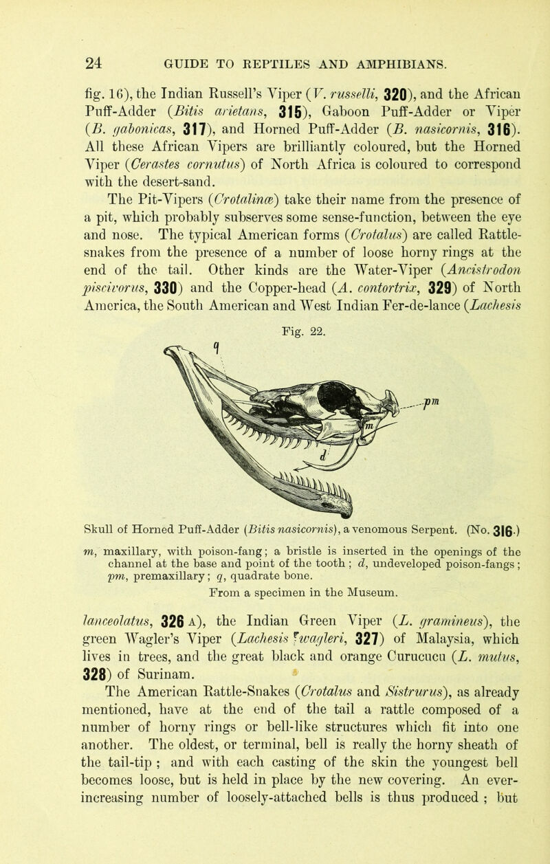 fig. 16), the Indian Russell’s Yiper (F. russelli, 320), and the African Puff-Adder {Bitis arietans, 315), Gaboon Puff-Adder or Yiper (.B. gabonicas, 317), and Horned Puff-Adder (B. nasicornis, 316). All these African Yipers are brilliantly coloured, but the Horned Yiper (Cerastes cornutus) of North Africa is coloured to correspond with the desert-sand. The Pit-Yipers (Crotalinm) take their name from the presence of a pit, which probably subserves some sense-function, between the eye and nose. The typical American forms (Crotalus) are called Rattle- snakes from the presence of a number of loose horny rings at the end of the tail. Other kinds are the Water-Yiper (.Ancistrodon piscivorus, 330) and the Copper-head (.A. contortrix, 329) of North America, the South American and West Indian Per-de-lance (Lachesis Fig. 22. Skull of Horned Puff-Adder (Bitis nasicornis), a venomous Serpent. (No. 316 ) m, maxillary, with poison-fang; a bristle is inserted in the openings of the channel at the base and point of the tooth ; d, undeveloped poison-fangs; pm, premaxillary; q, quadrate bone. From a specimen in the Museum. lanceolatus, 326 a), the Indian Green Yiper (A. gramineus), the green Wagler’s Yiper (.Lachesis fwagleri, 327) of Malaysia, which lives in trees, and the great black and orange Curucucu (A. mutvs, 328) of Surinam. The American Rattle-Snakes (Crotalus and Sistrurus), as already mentioned, have at the end of the tail a rattle composed of a number of horny rings or bell-like structures which fit into one another. The oldest, or terminal, bell is really the horny sheath of the tail-tip ; and with each casting of the skin the youngest bell becomes loose, but is held in place by the new covering. An ever- increasing number of loosely-attached bells is thus produced ; but