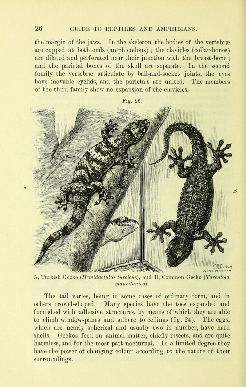 the margin of the jaws. In the skeleton the bodies of the vertebrae are cupped at both ends (amphicoelous) ; the clavicles (collar-bones) are dilated and perforated near their junction with the breast-bone ; and the parietal bones of the skull are separate. In the second family the vertebrae articulate by ball-and-socket joints, the eyes have movable eyelids, and the parietals are united. The members of the third family show no expansion of the clavicles. Fig. 25. A, Turkish Gecko (Hemidactylus turcicus), and B, Common Gecko (Tarentola mauritanica). The tail varies, being in some cases of ordinary form, and in others trowel-shaped. Many species have the toes expanded and furnished with adhesive structures, by means of which they are able to climb window-panes and adhere to ceilings (fig. 24). The eggs, which are nearly spherical and usually two in number, have hard shells. Geckos feed on animal matter, chiefly insects, and are quite harmless, and for the most part-nocturnal. In a limited degree they have the power of changing colour according to the nature of their surroundings.
