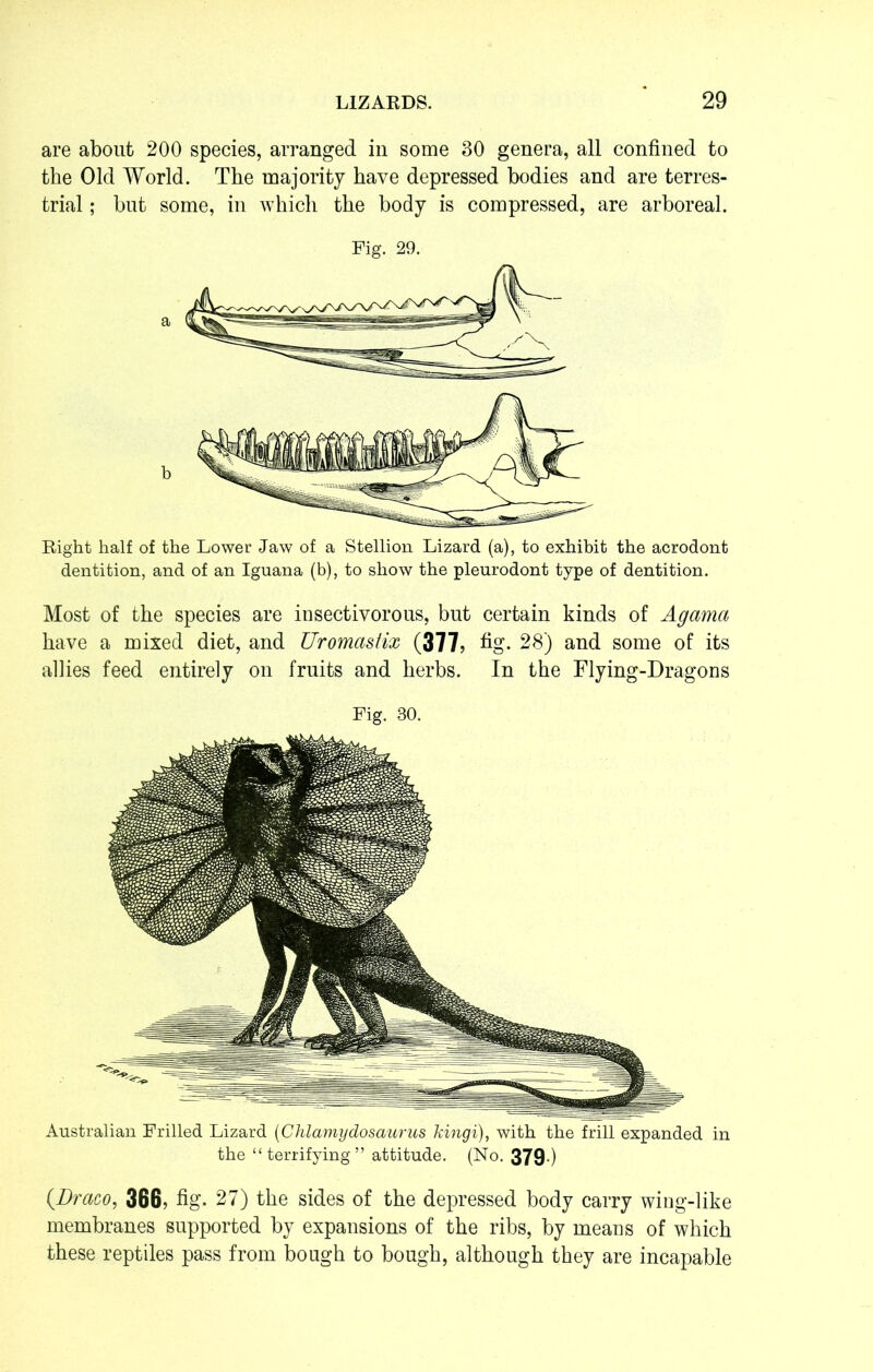 are about 200 species, arranged in some 30 genera, all confined to the Old World. The majority have depressed bodies and are terres- trial ; but some, in which the body is compressed, are arboreal. Pig. 29. Right half of the Lower Jaw of a Stellion Lizard (a), to exhibit the acrodont dentition, and of an Iguana (b), to show the pleurodont type of dentition. Most of the species are insectivorous, but certain kinds of Agama have a mixed diet, and Uromastix (377, fig. 28) and some of its allies feed entirely on fruits and herbs. In the Flying-Dragons Fig. 30. Australian Frilled Lizard (Chlamydosaurus kingi), with the frill expanded in the “terrifying” attitude. (No. 379 ) {Draco, 366, fig. 27) the sides of the depressed body carry wing-like membranes supported by expansions of the ribs, by means of which these reptiles pass from bough to bough, although they are incapable